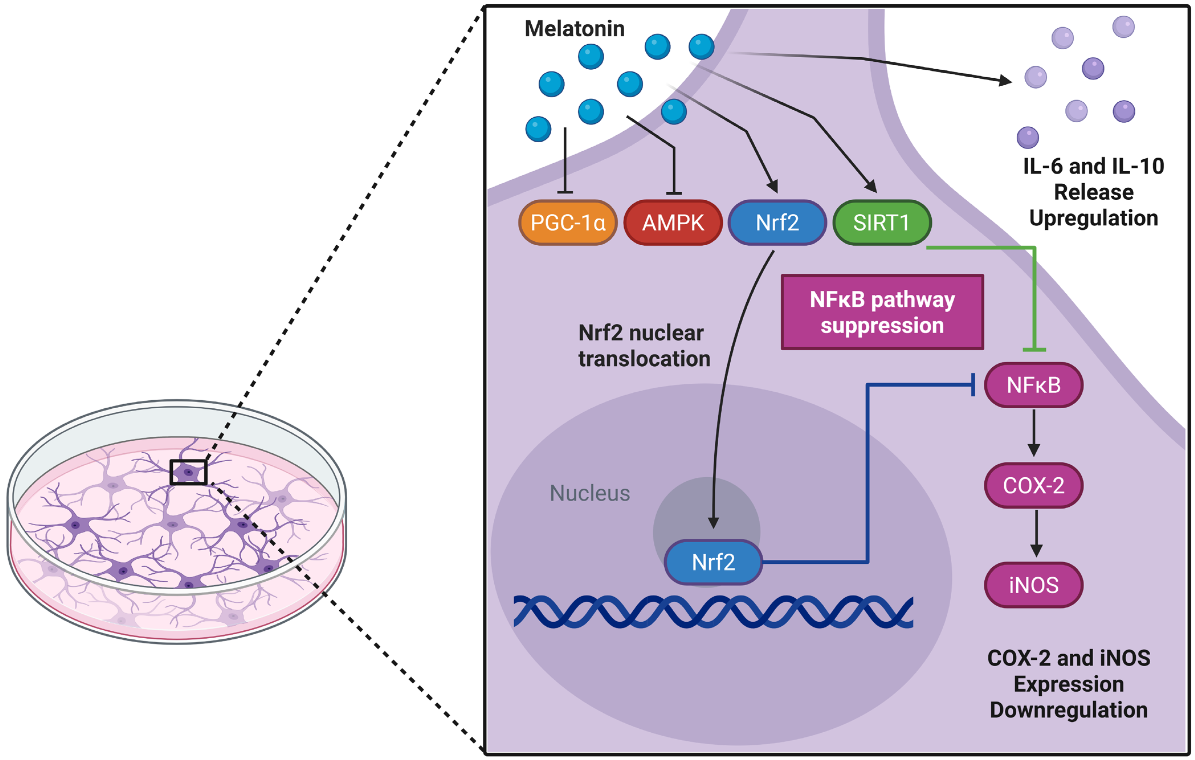 Biomedicines 13 02967 g007