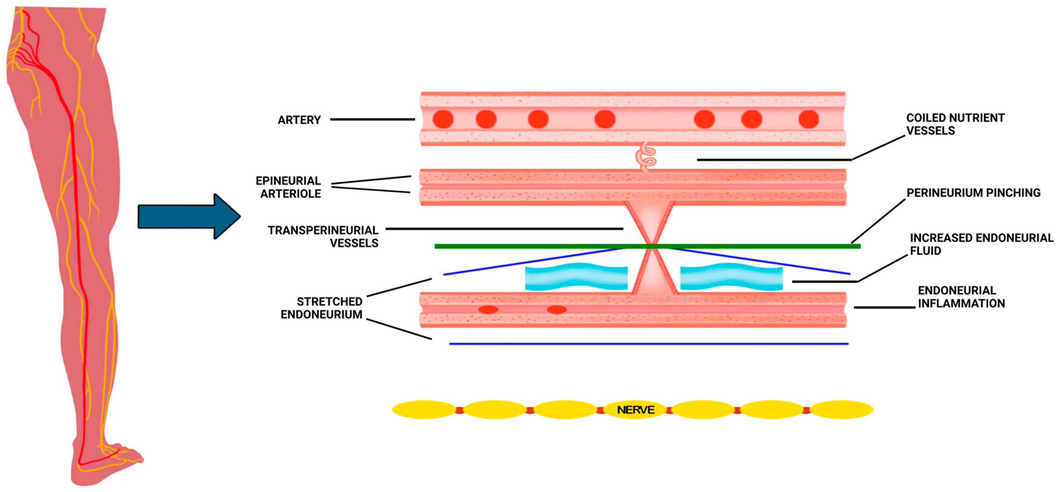 Biomedicines 13 02968 g001