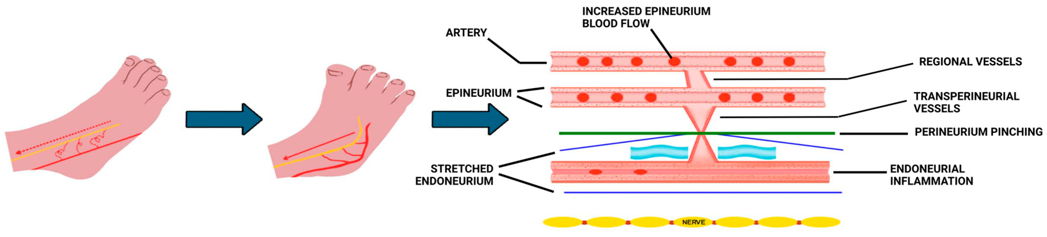 Biomedicines 13 02968 g002