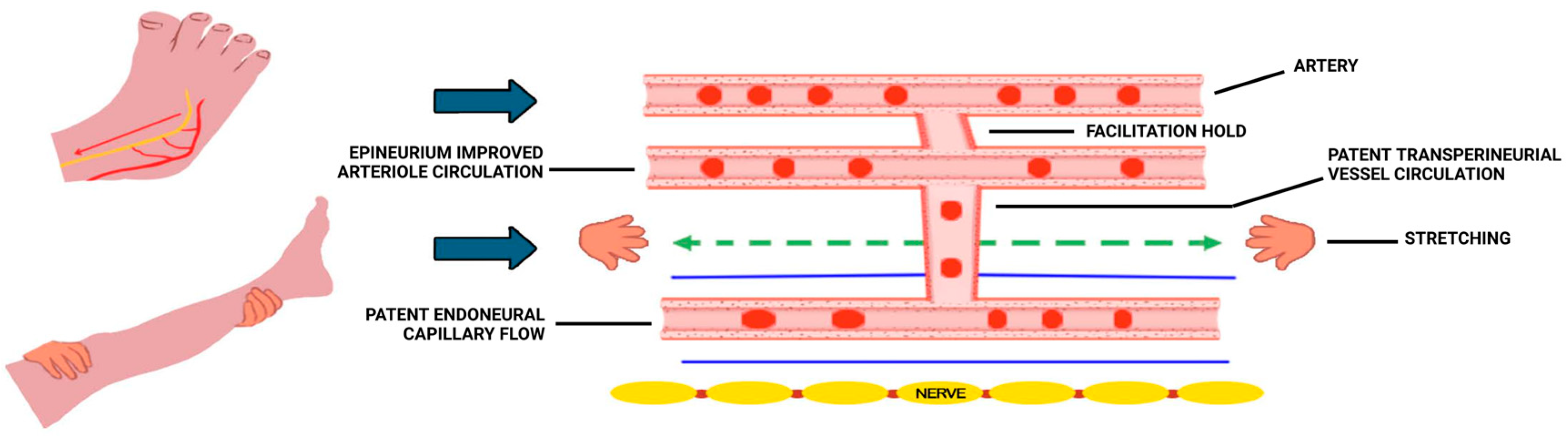 Biomedicines 13 02968 g003