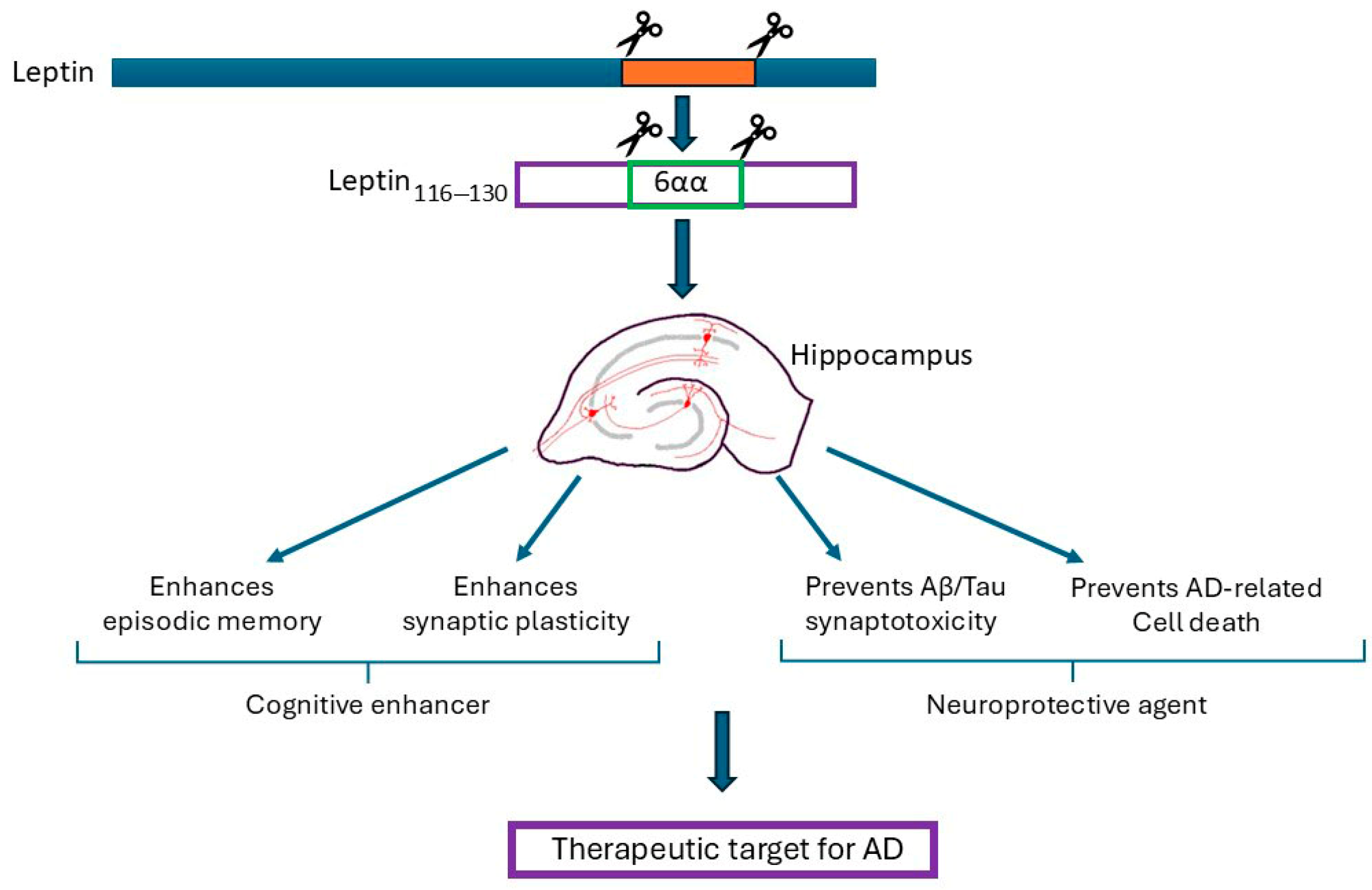 Biomedicines 13 02969 g001 Biomedicines 13 02969 g001