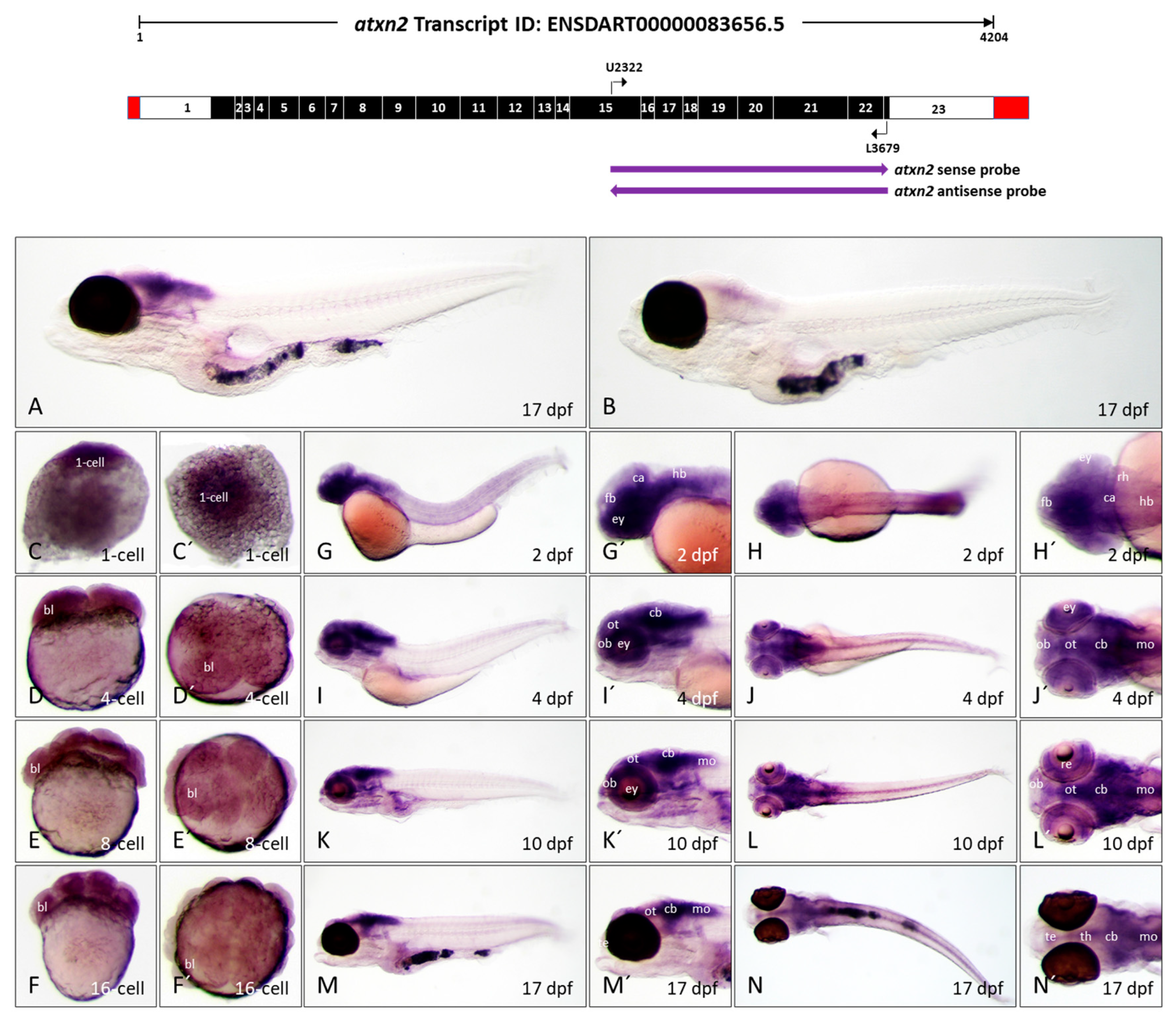 Biomedicines 13 02974 g007 Biomedicines 13 02974 g007