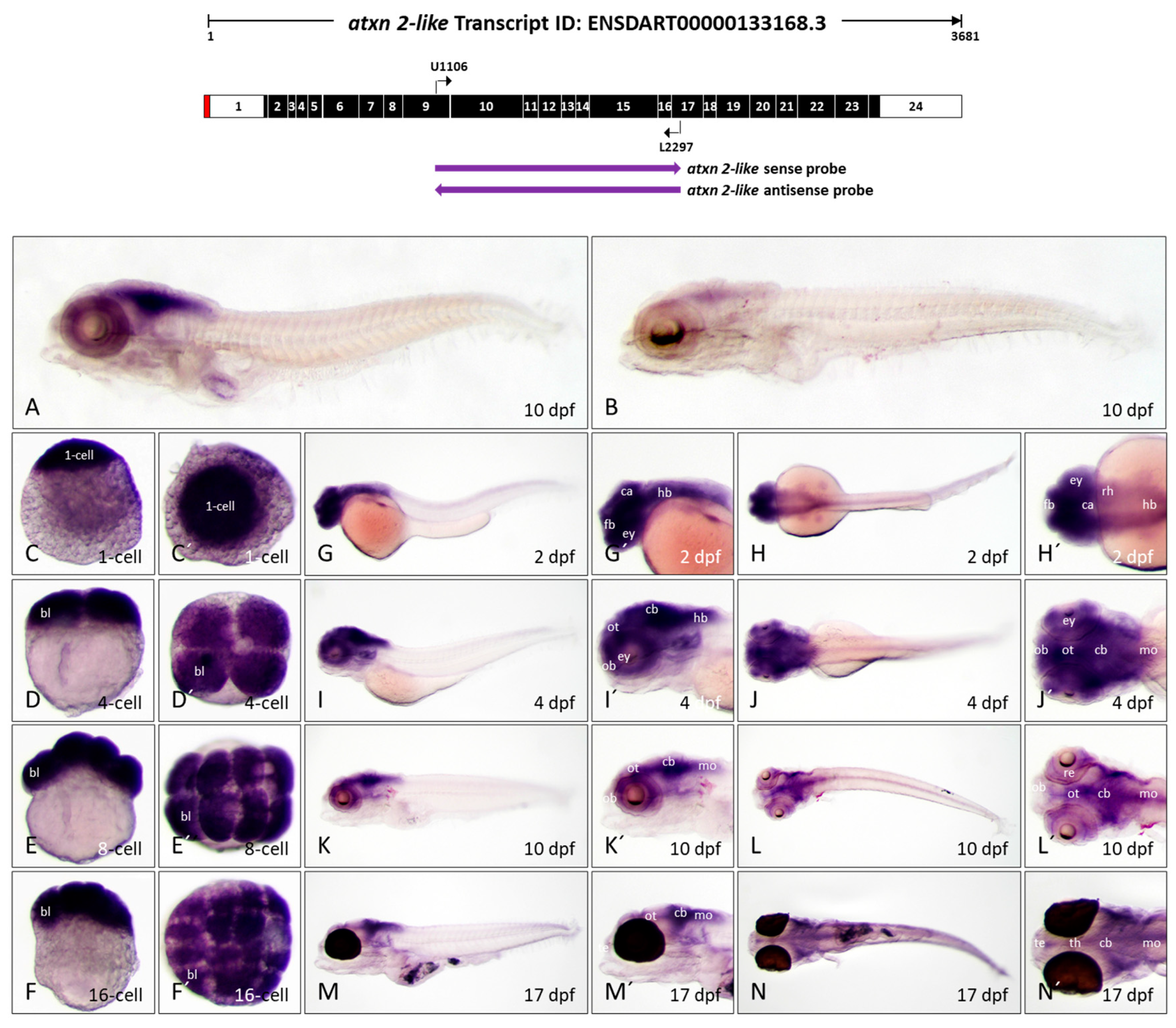 Biomedicines 13 02974 g008 Biomedicines 13 02974 g008
