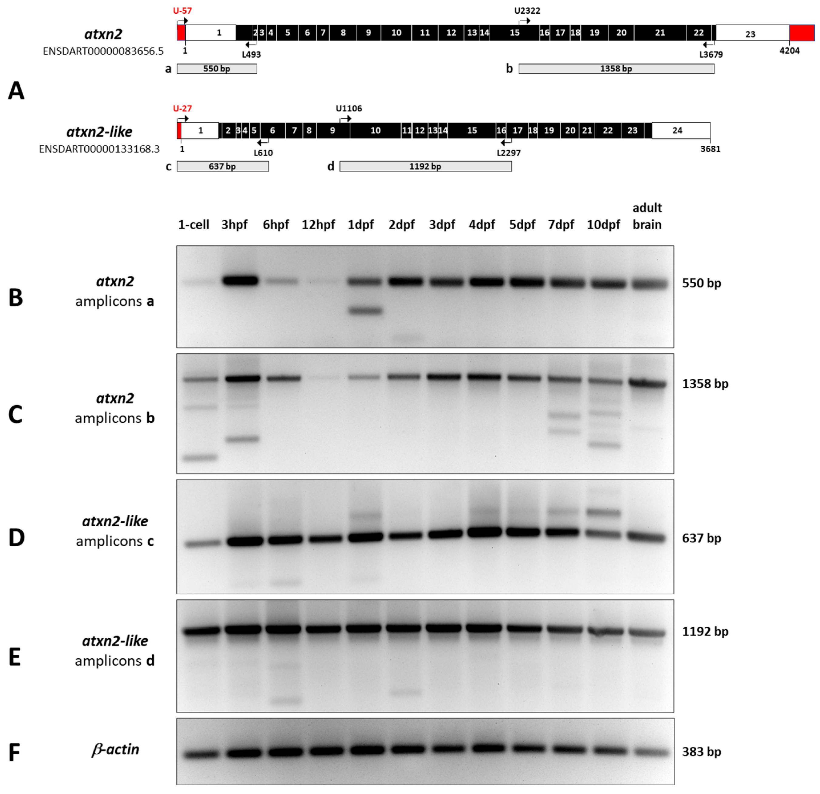 Biomedicines 13 02974 g010 Biomedicines 13 02974 g010