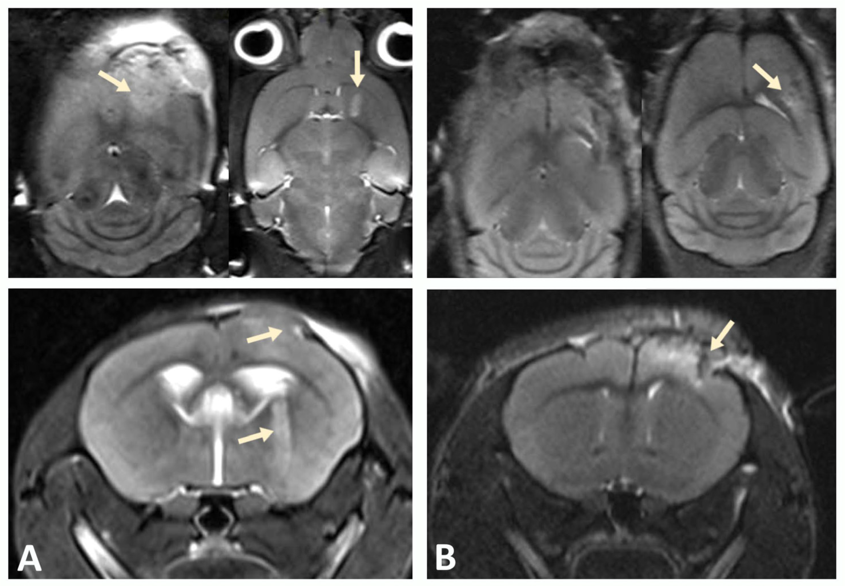 Biomedicines 13 02977 g003 Biomedicines 13 02977 g003
