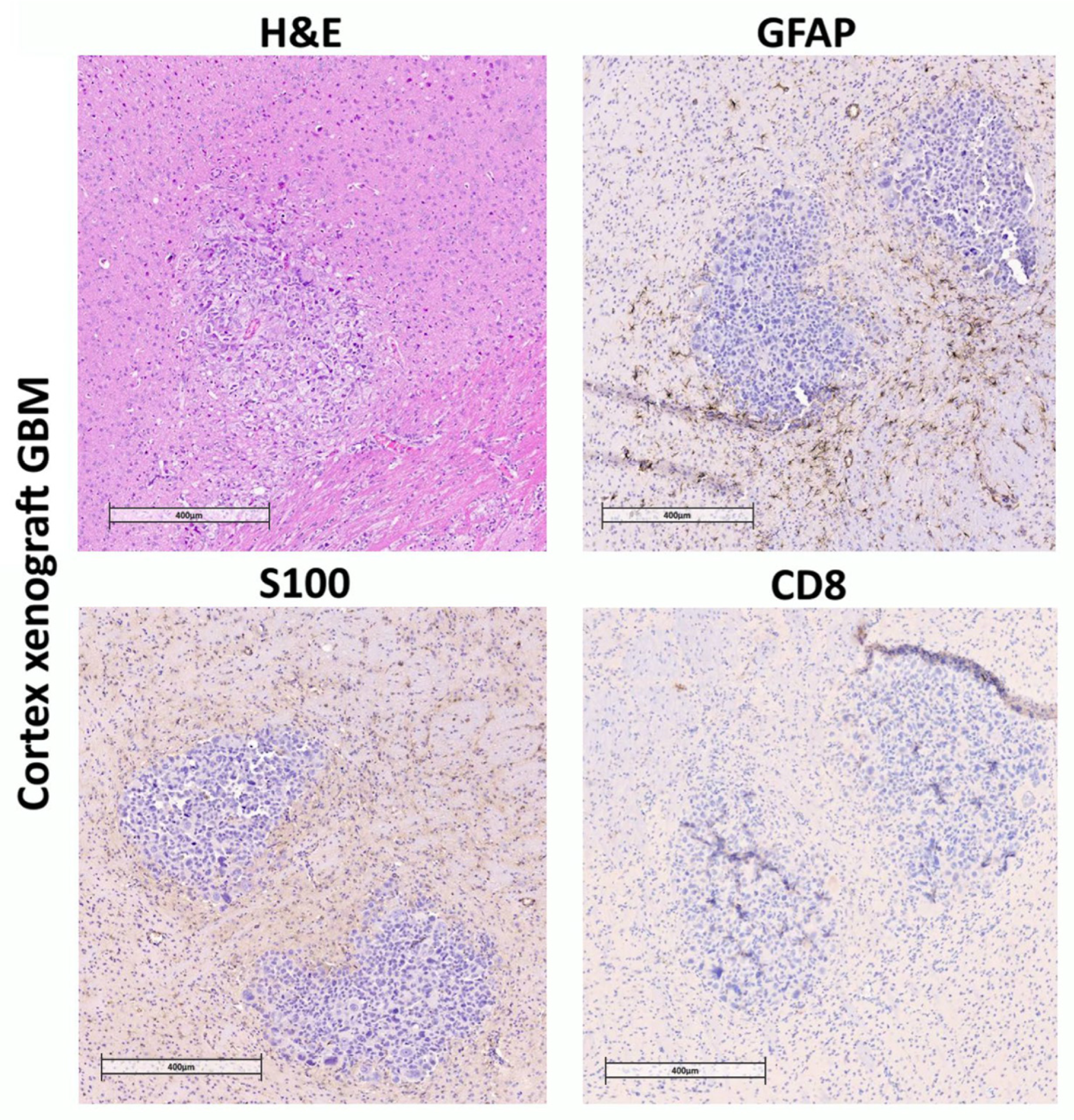 Biomedicines 13 02977 g004 Biomedicines 13 02977 g004