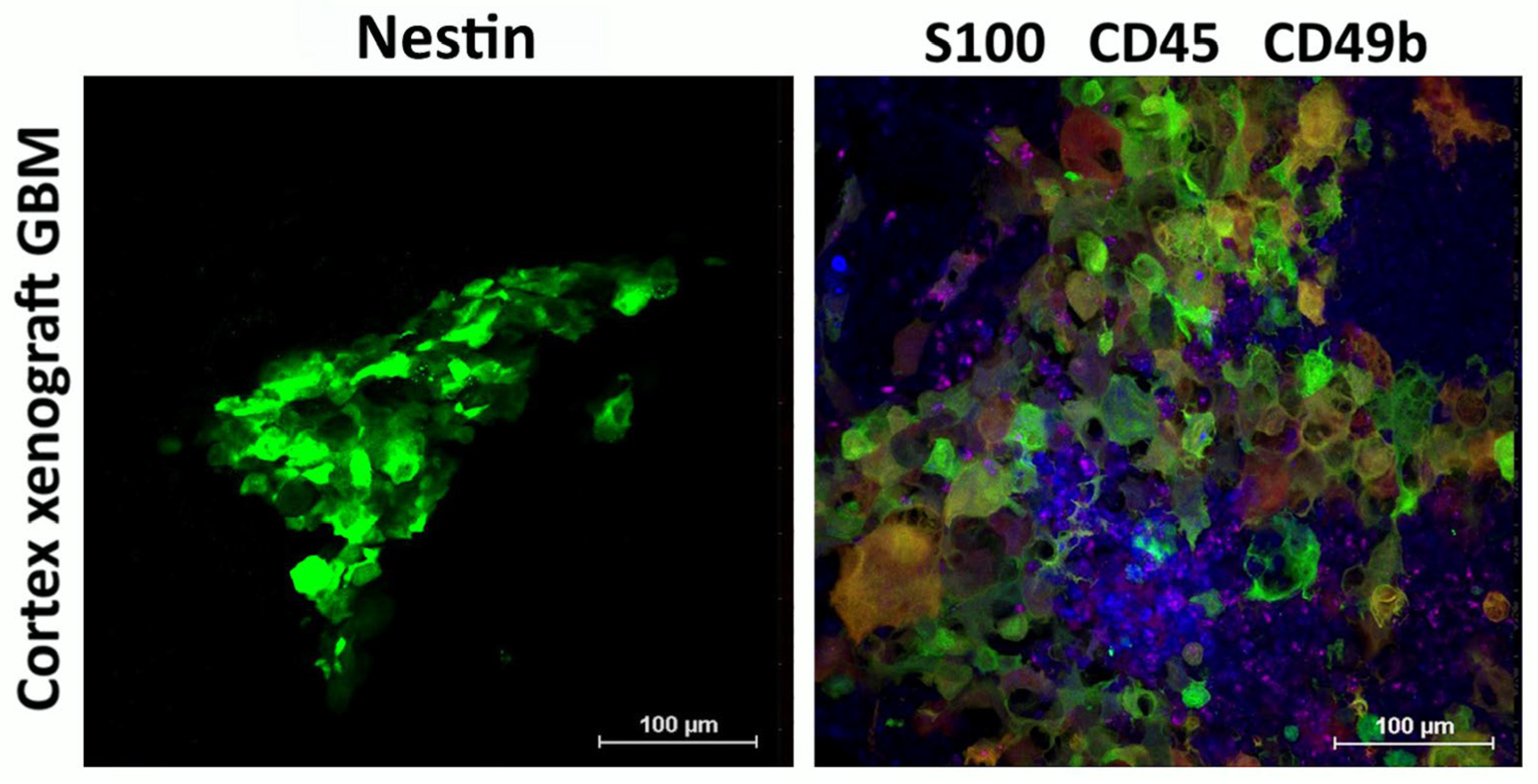 Biomedicines 13 02977 g005 Biomedicines 13 02977 g005