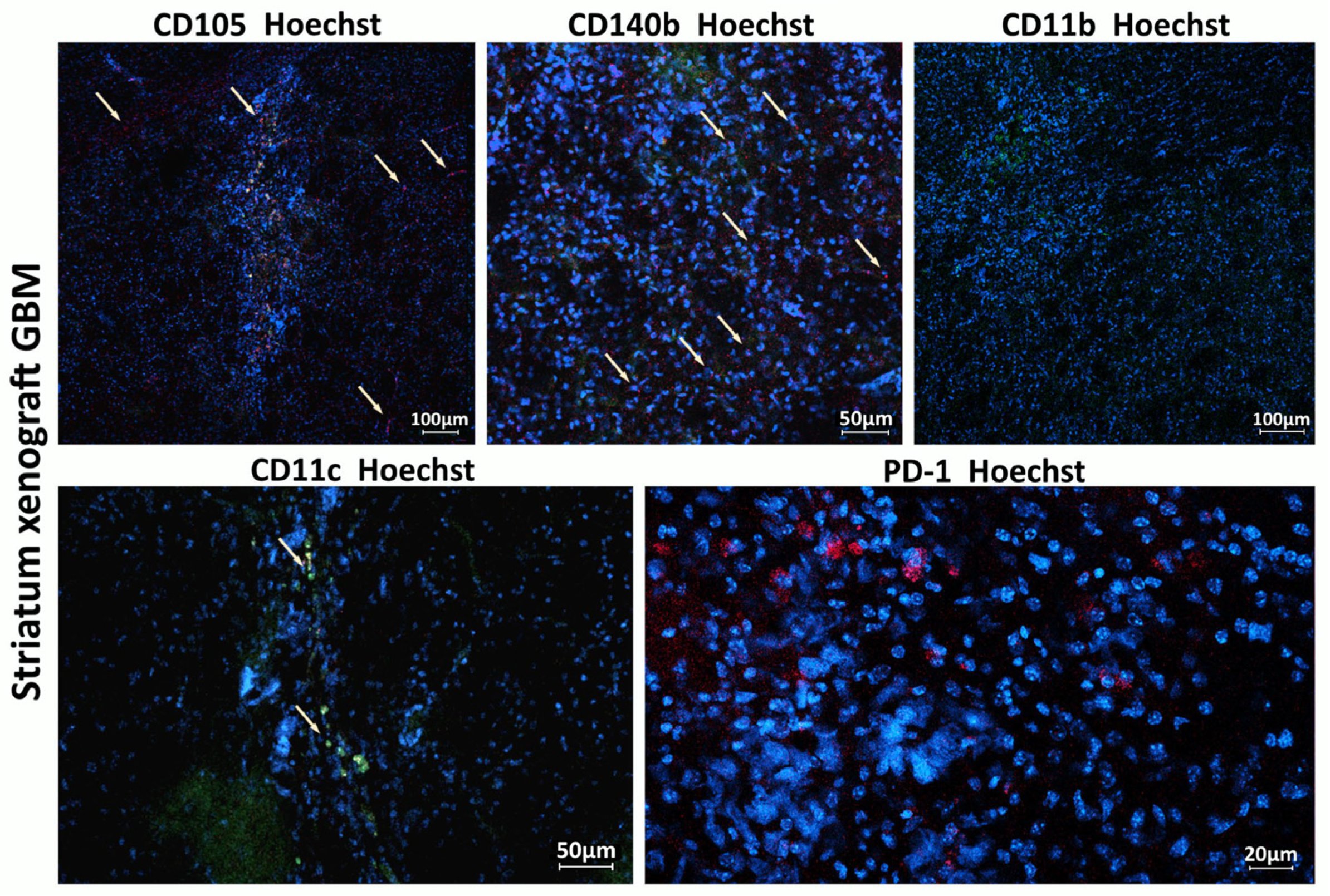 Biomedicines 13 02977 g006 Biomedicines 13 02977 g006