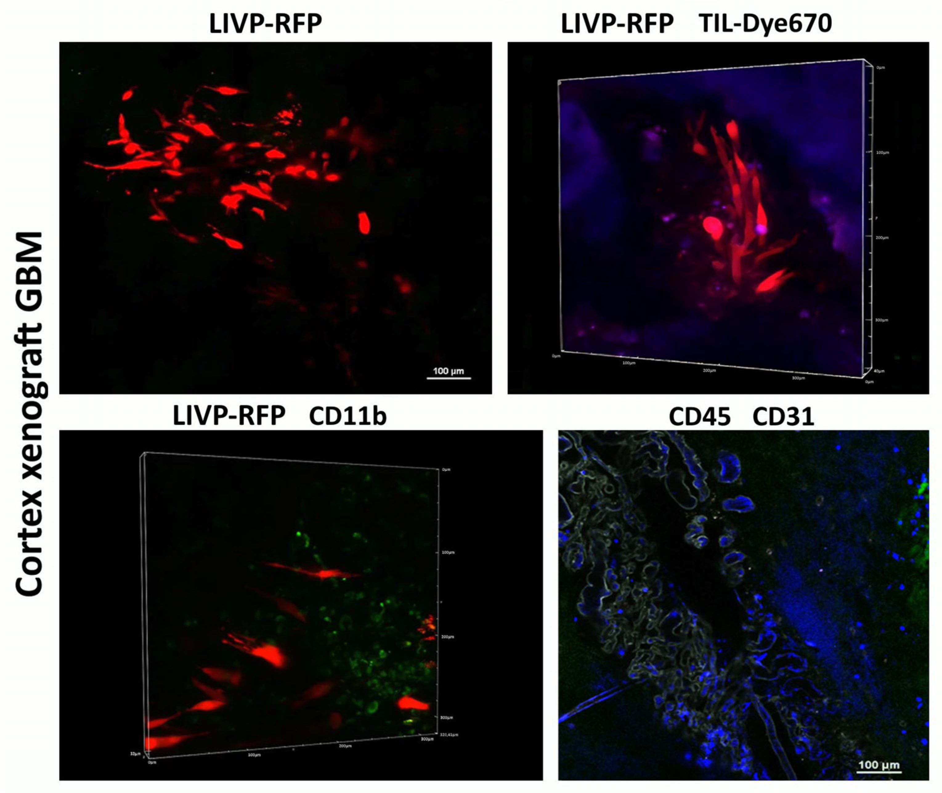 Biomedicines 13 02977 g007 Biomedicines 13 02977 g007