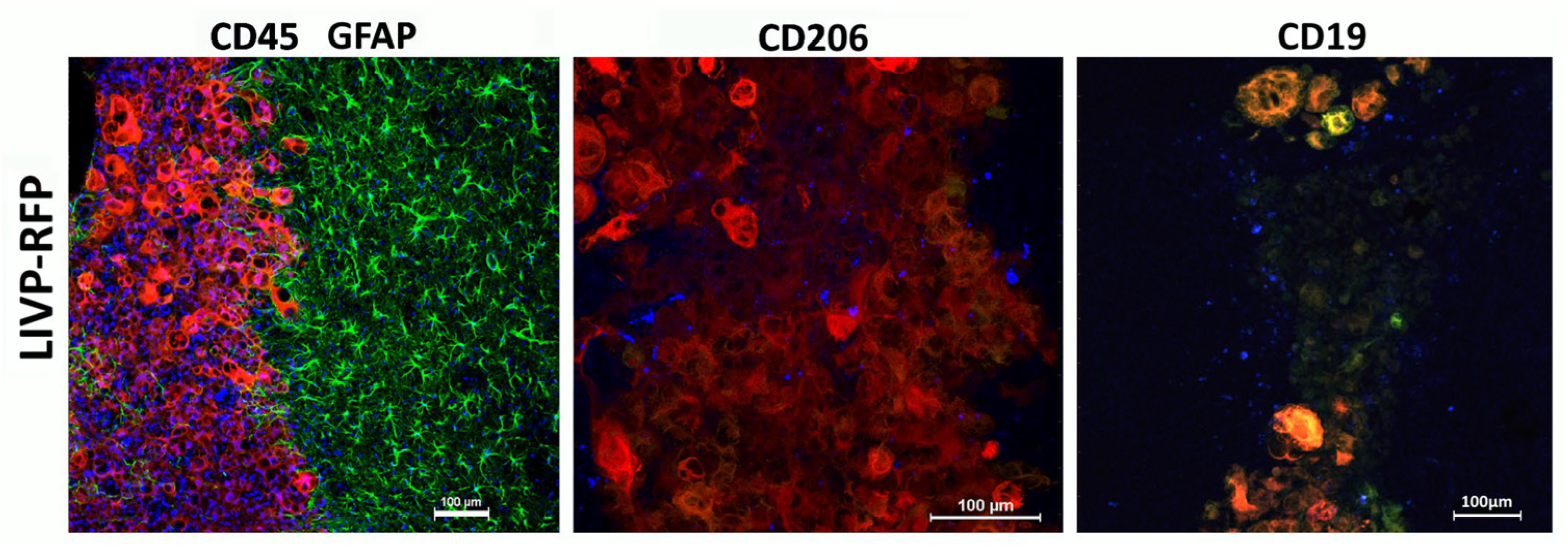 Biomedicines 13 02977 g009 Biomedicines 13 02977 g009
