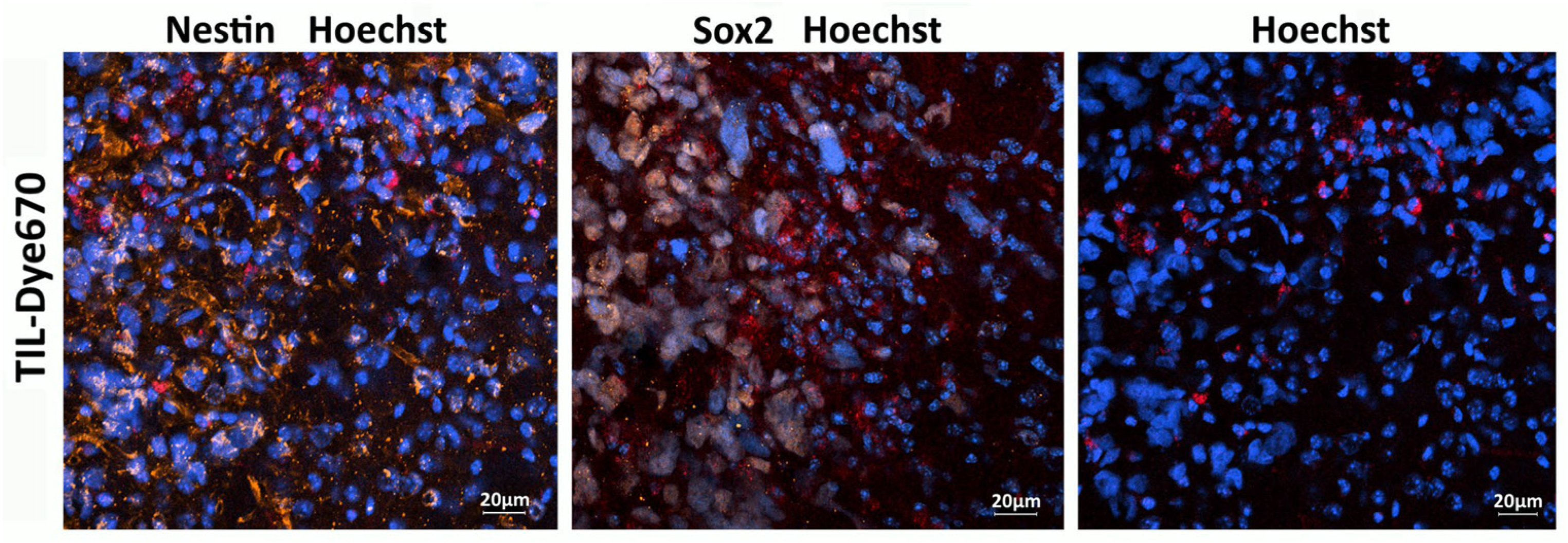 Biomedicines 13 02977 g010 Biomedicines 13 02977 g010