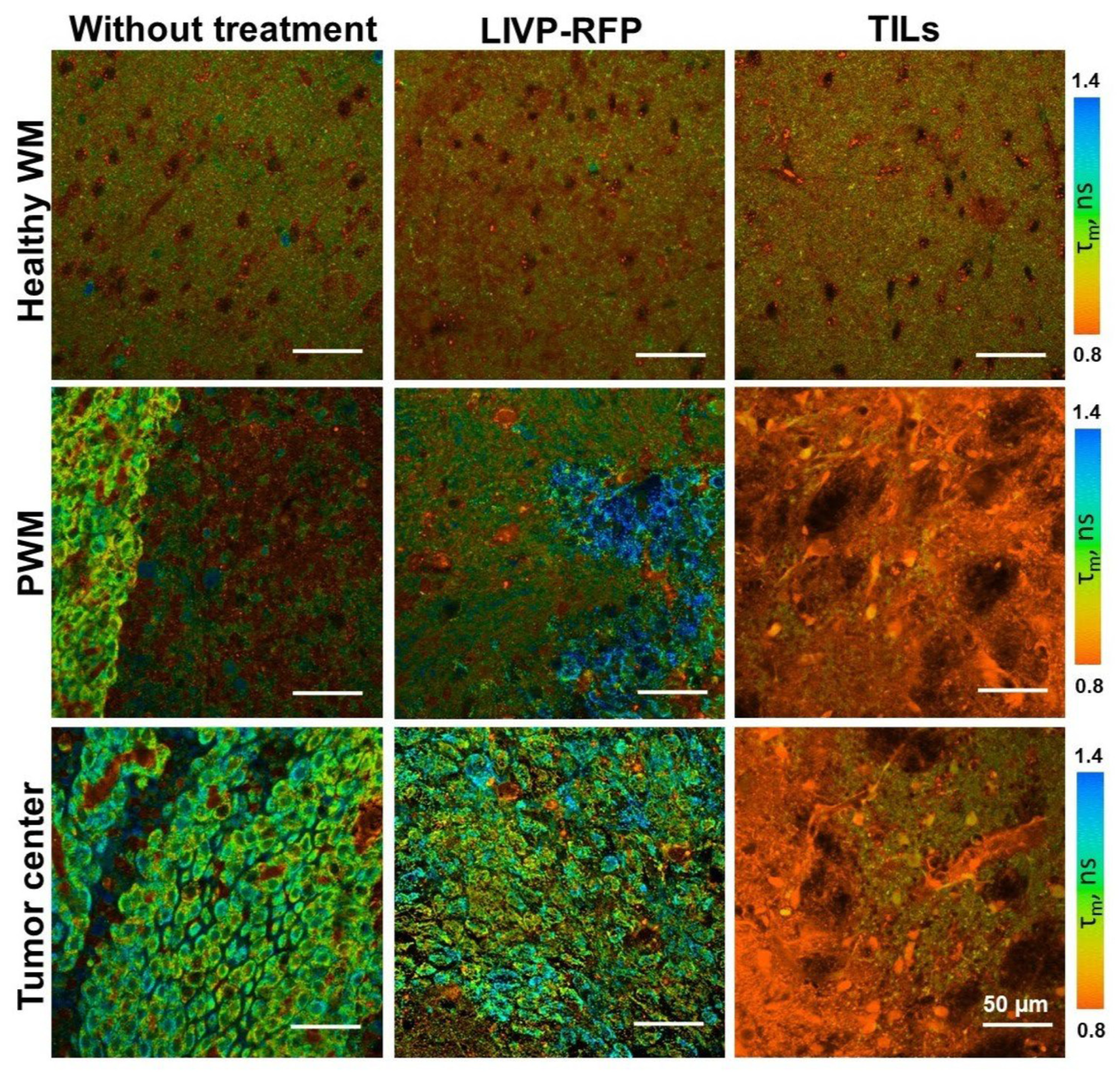 Biomedicines 13 02977 g011 Biomedicines 13 02977 g011