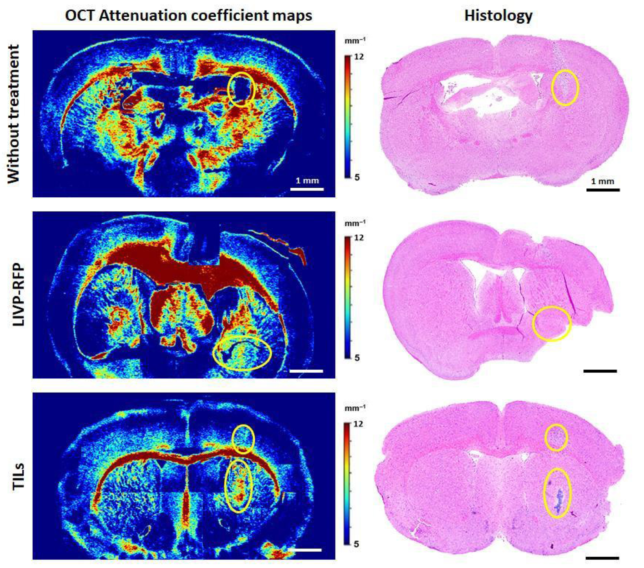 Biomedicines 13 02977 g014 Biomedicines 13 02977 g014
