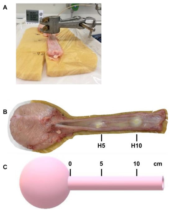 Biomedicines 13 02986 g0a1