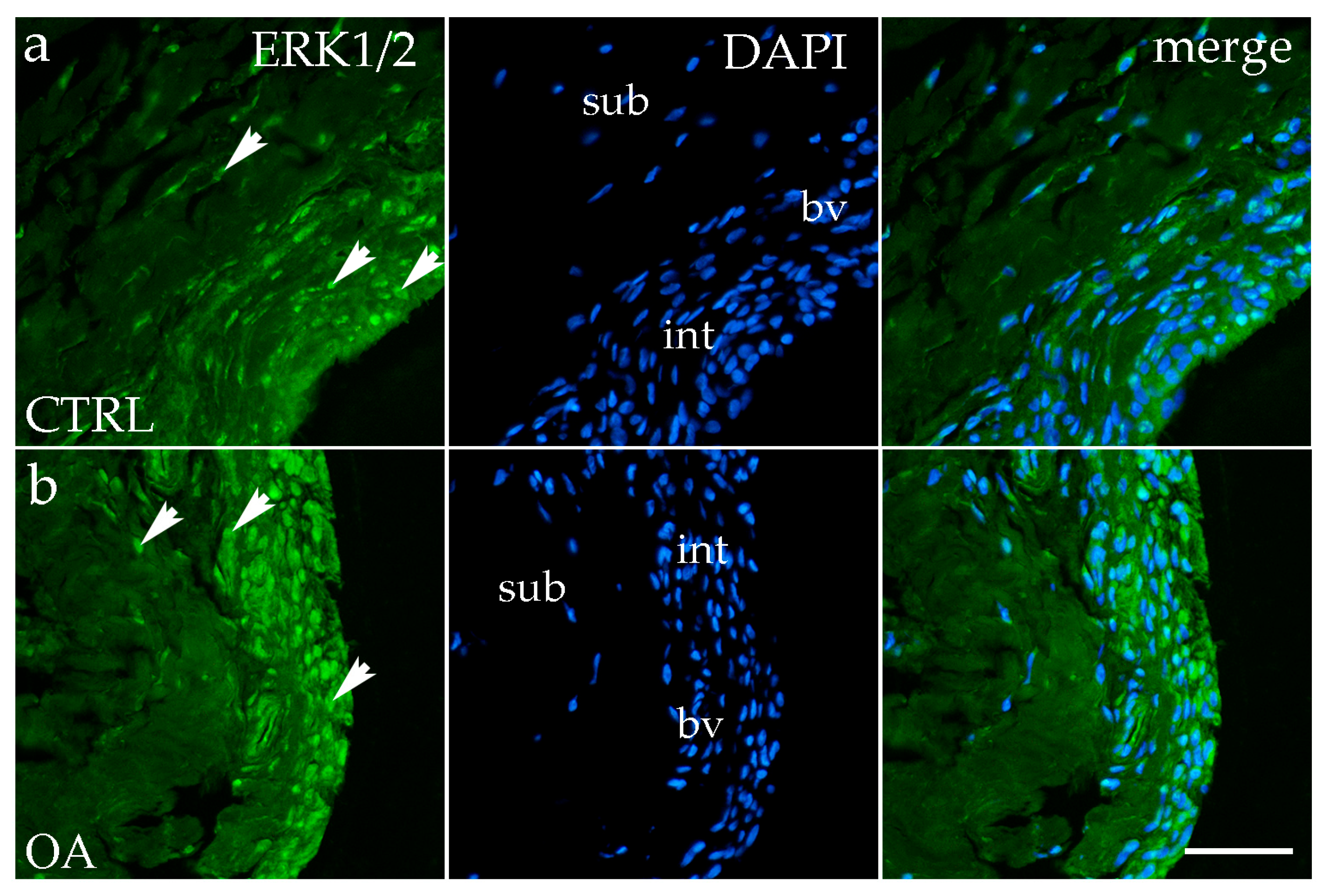Biomedicines 13 02992 g002