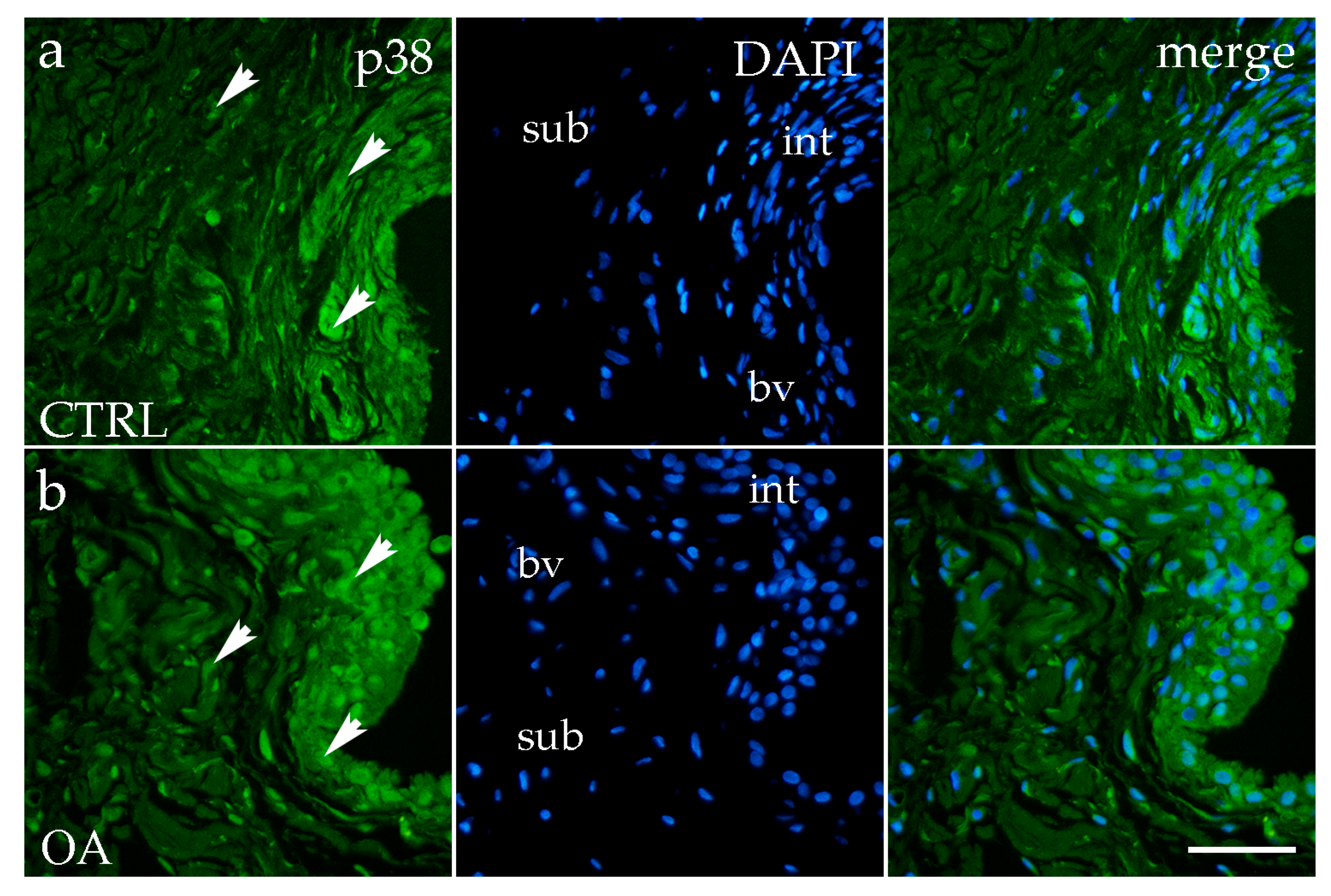 Biomedicines 13 02992 g004