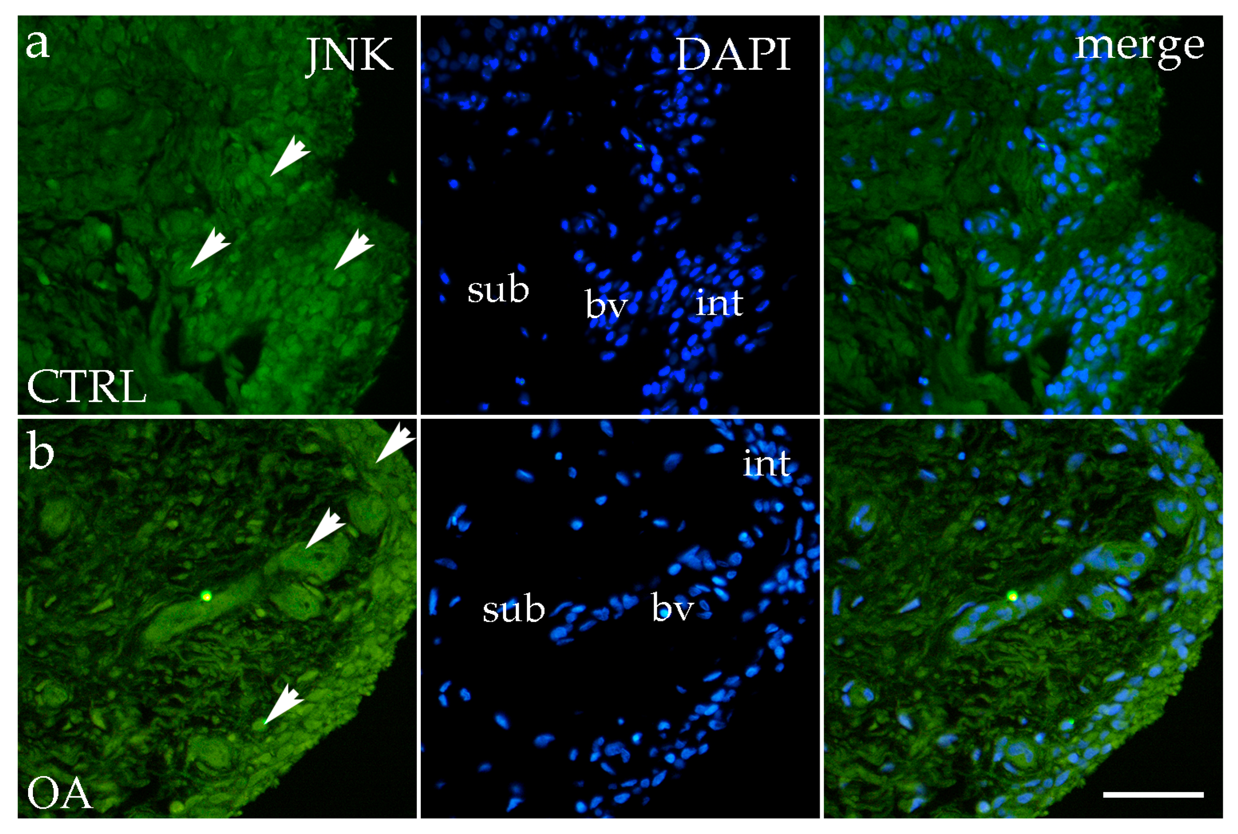 Biomedicines 13 02992 g005