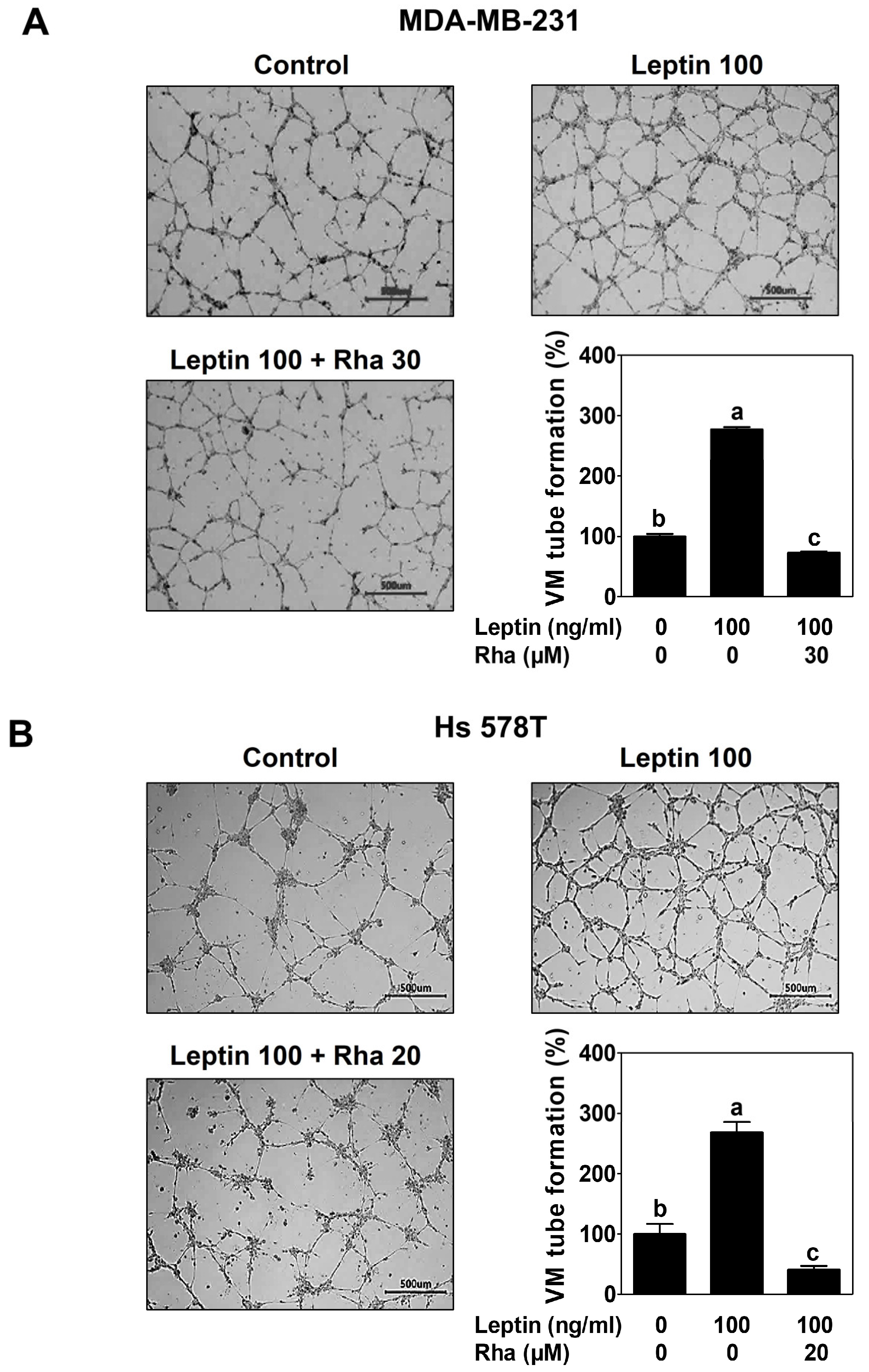 Biomedicines 13 03000 g004