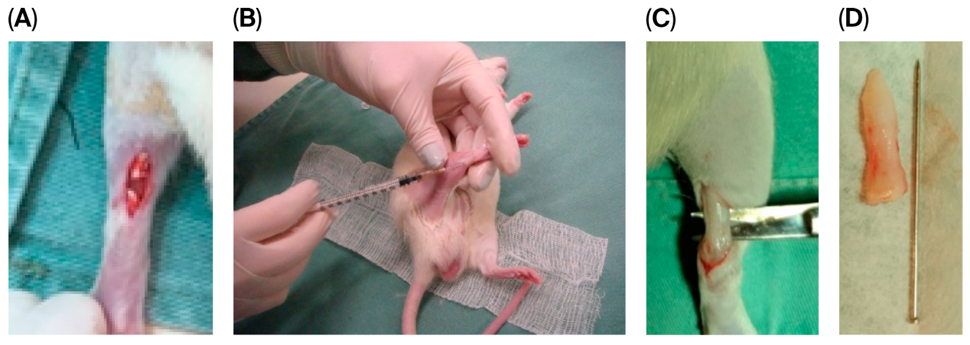 Biomedicines 13 03018 g001