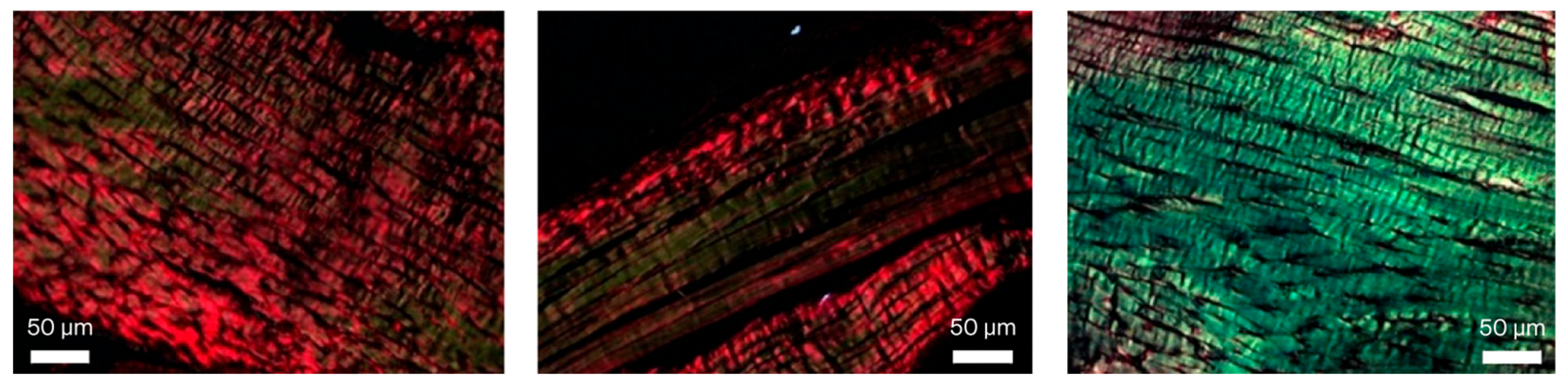 Biomedicines 13 03018 g003