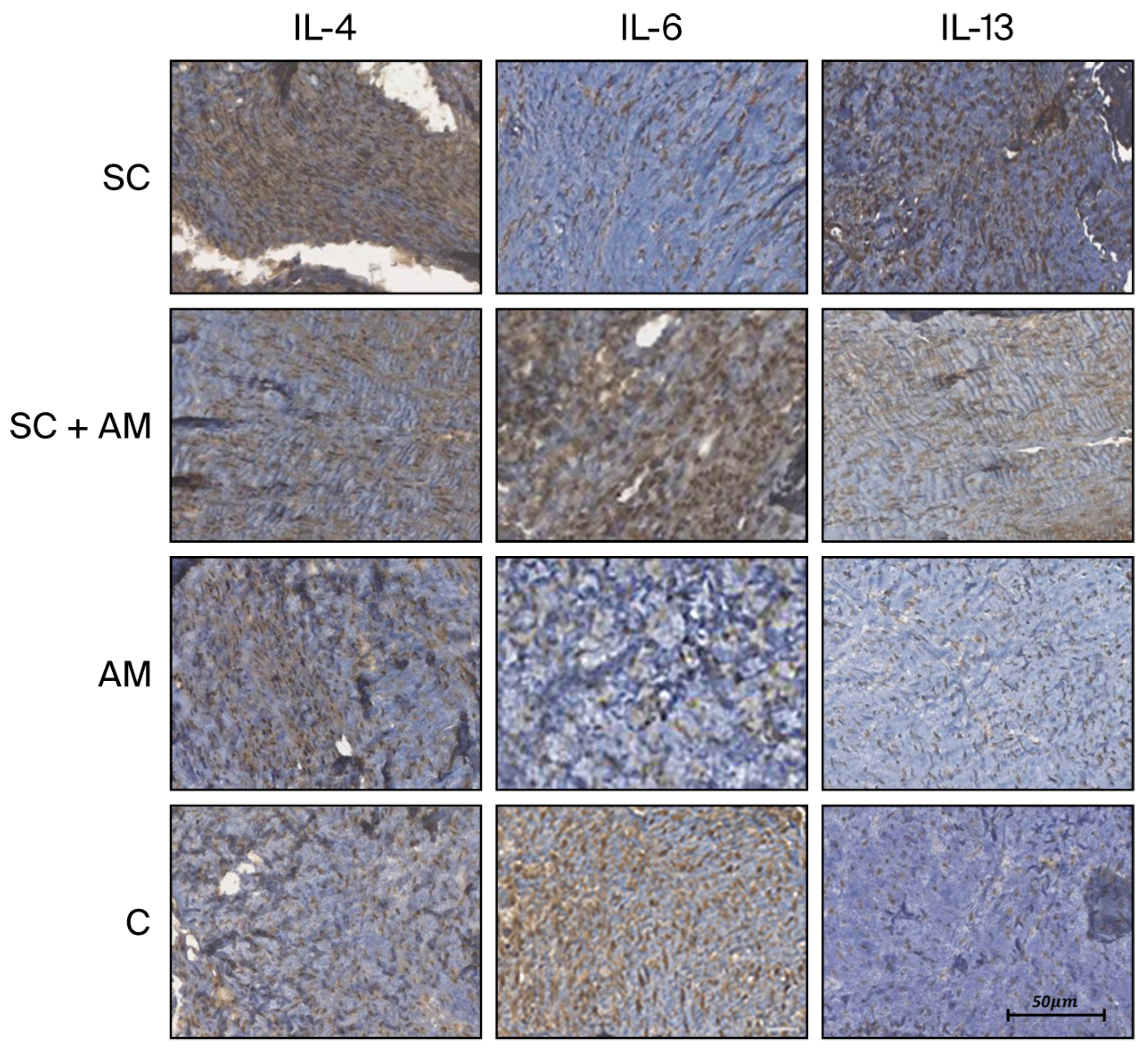 Biomedicines 13 03018 g004
