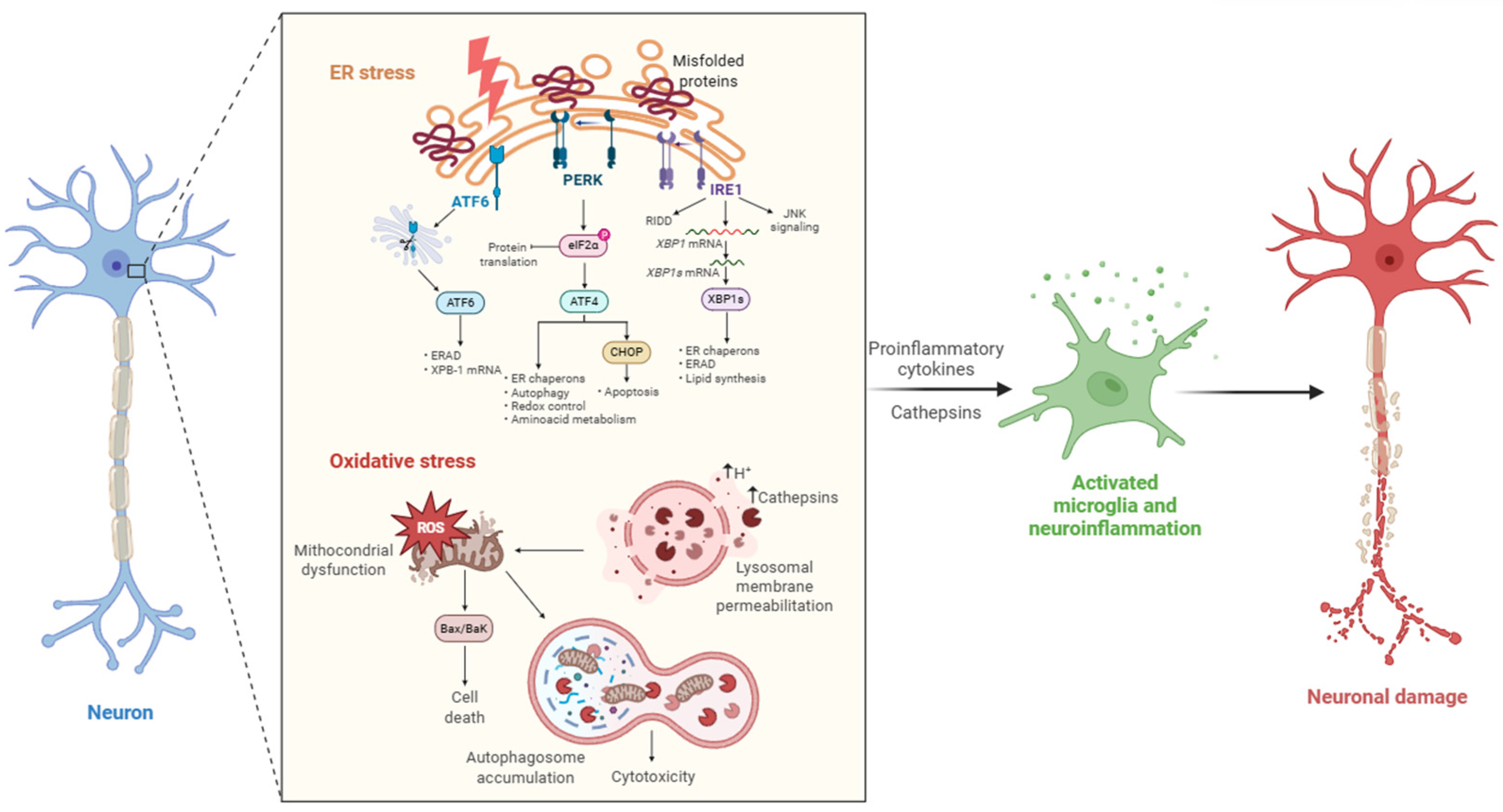 Biomedicines 13 03019 g001