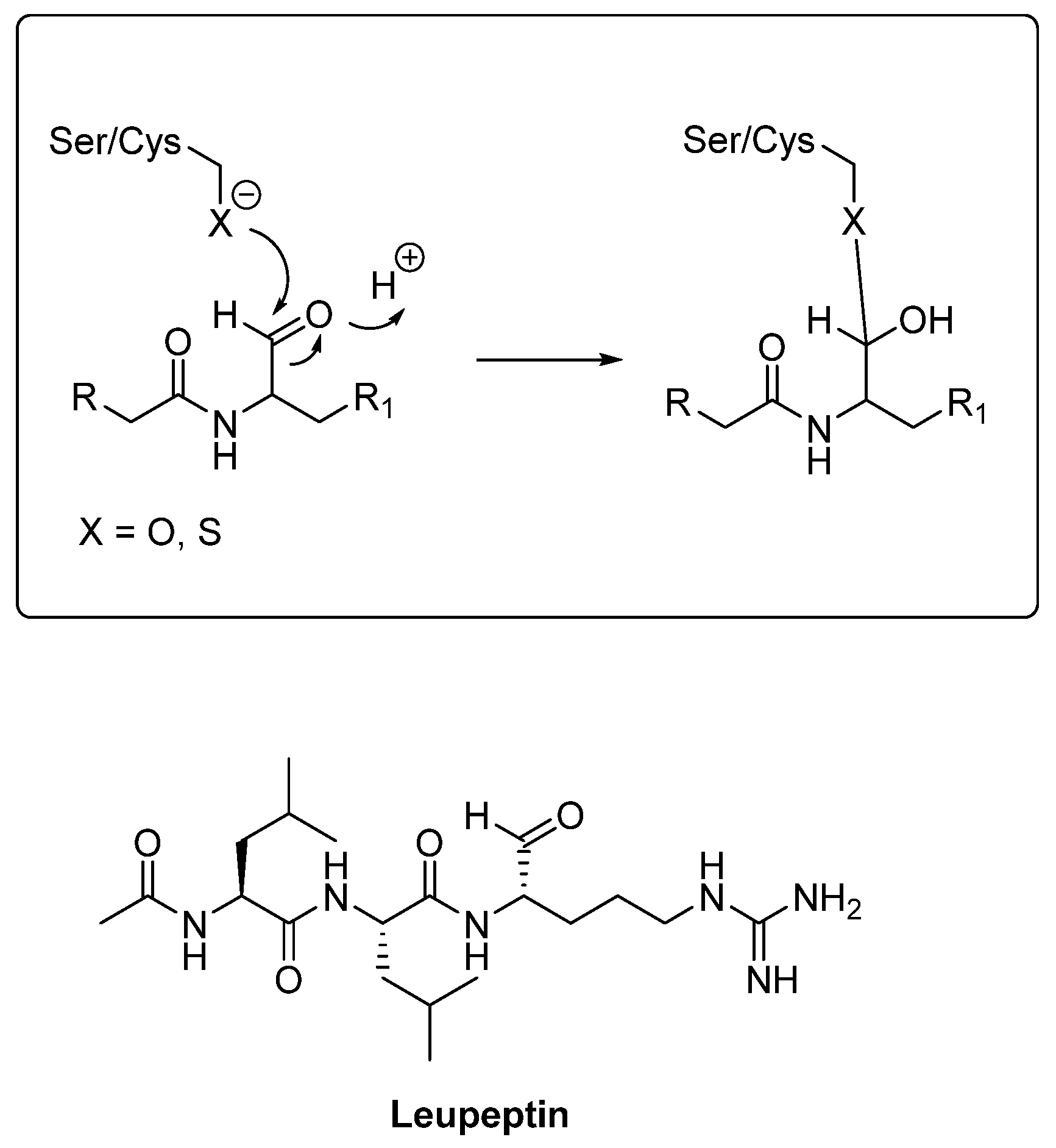 Biomedicines 13 03019 g008