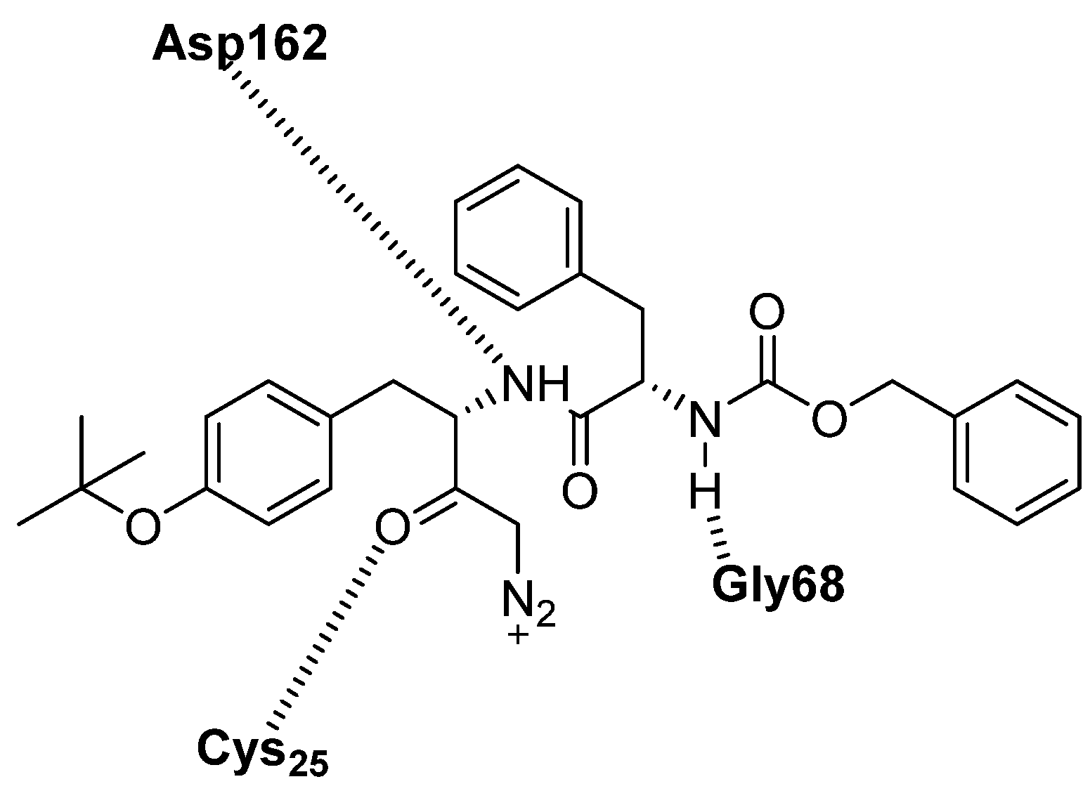 Biomedicines 13 03019 g016
