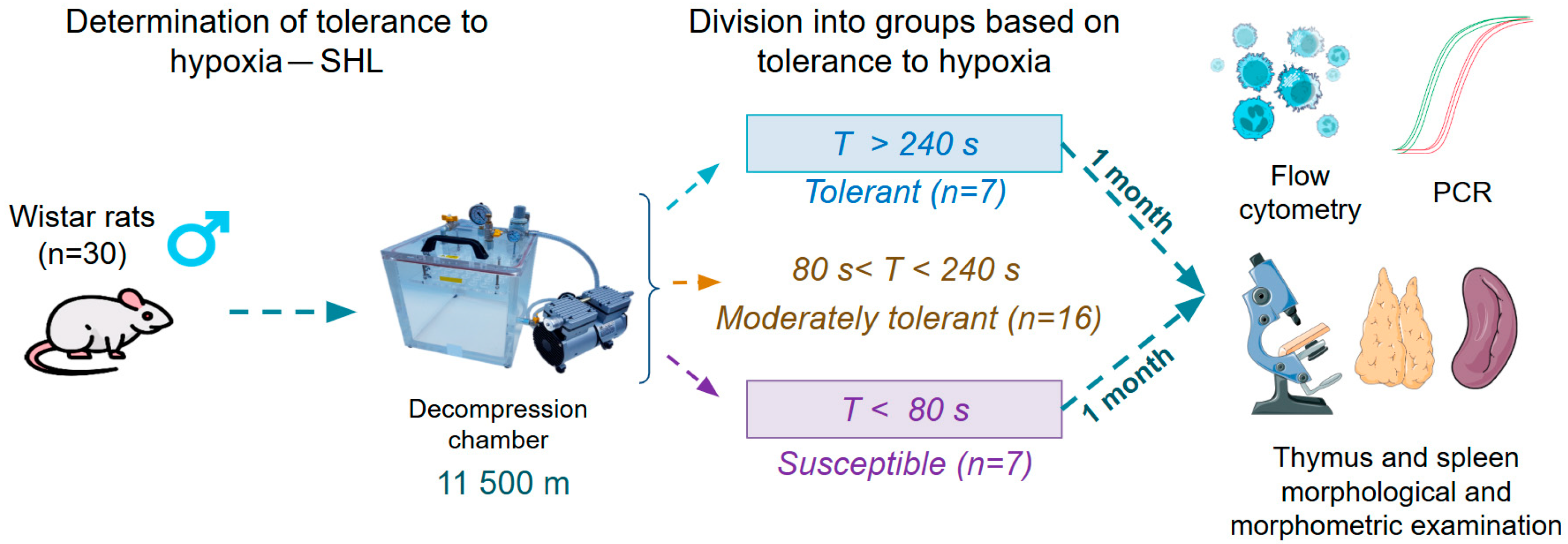 Biomedicines 13 03022 g001