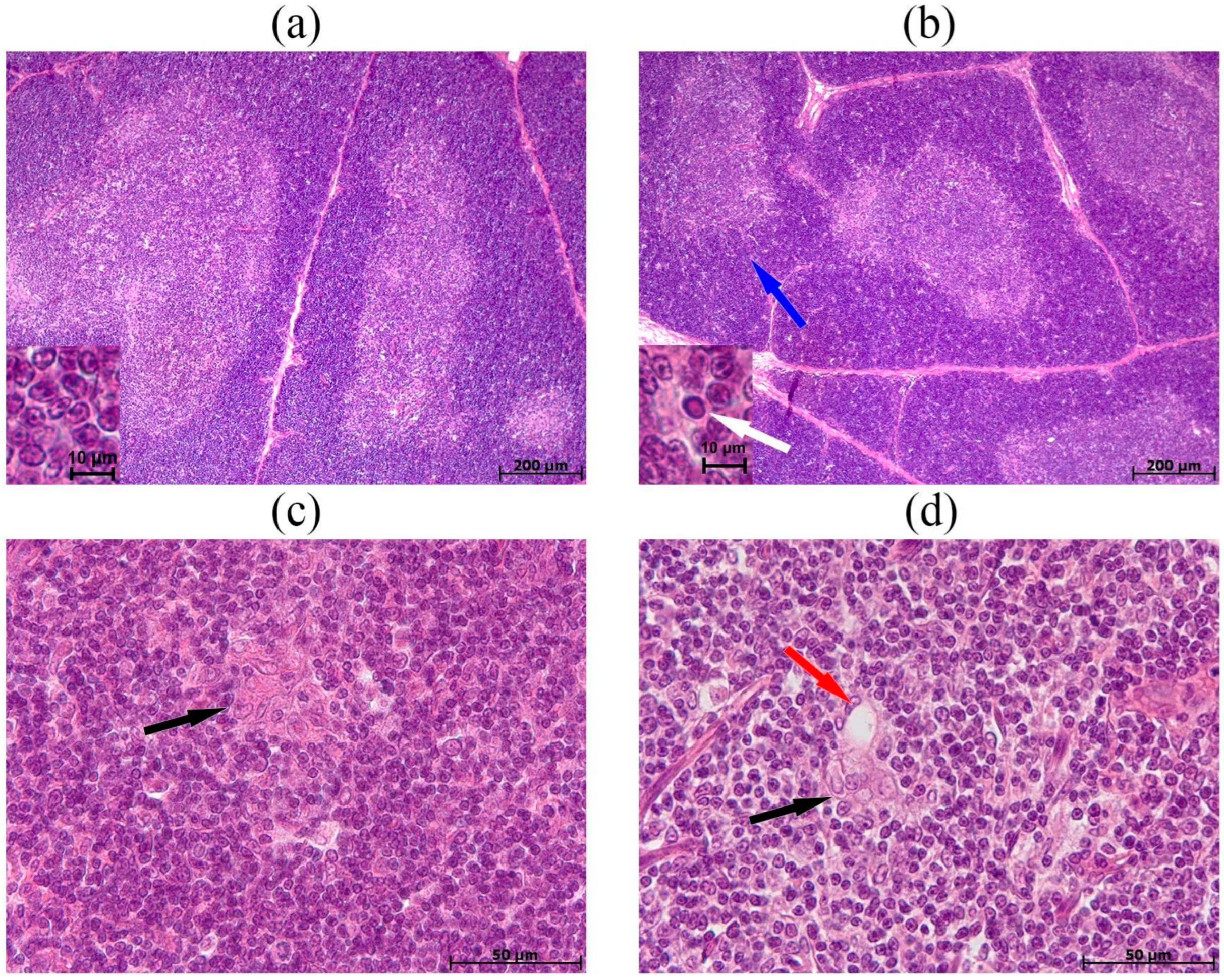 Biomedicines 13 03022 g004