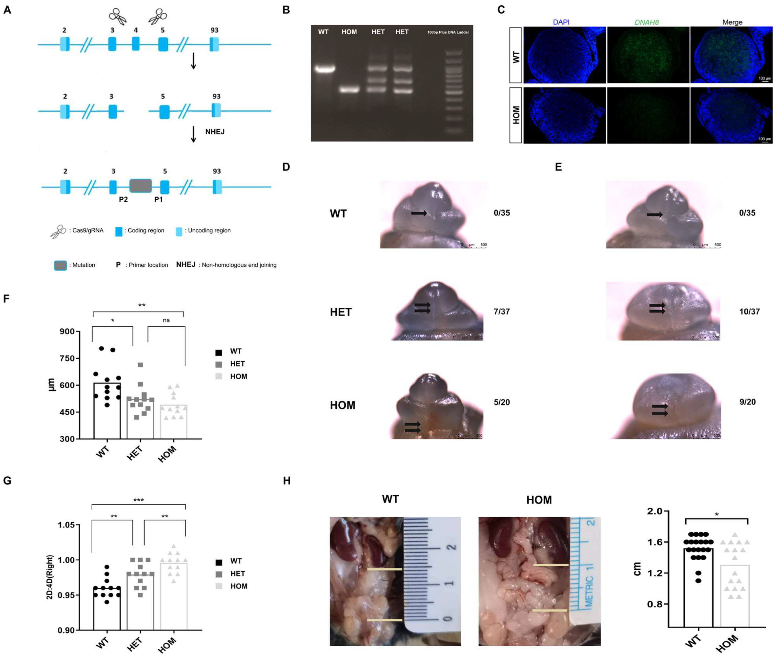 Biomedicines 13 03032 g001