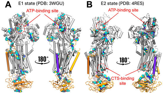 Biomedicines 13 03036 g001