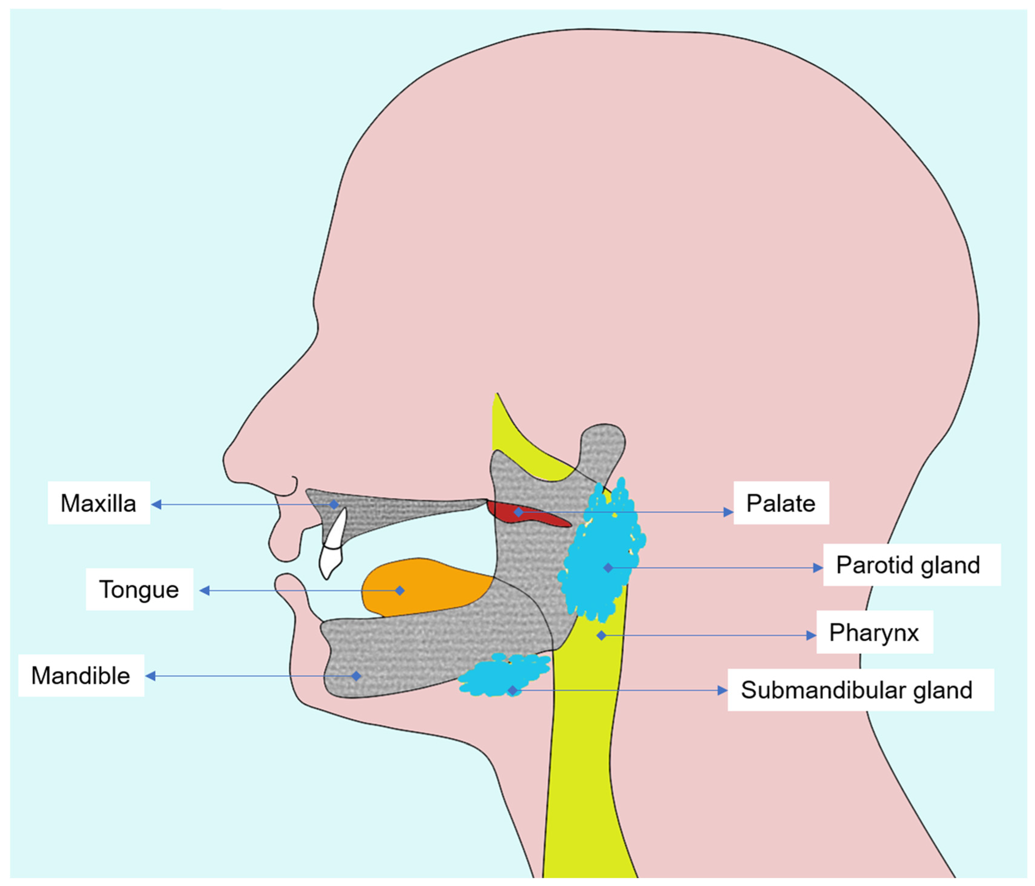 Biomedicines 13 03046 g001
