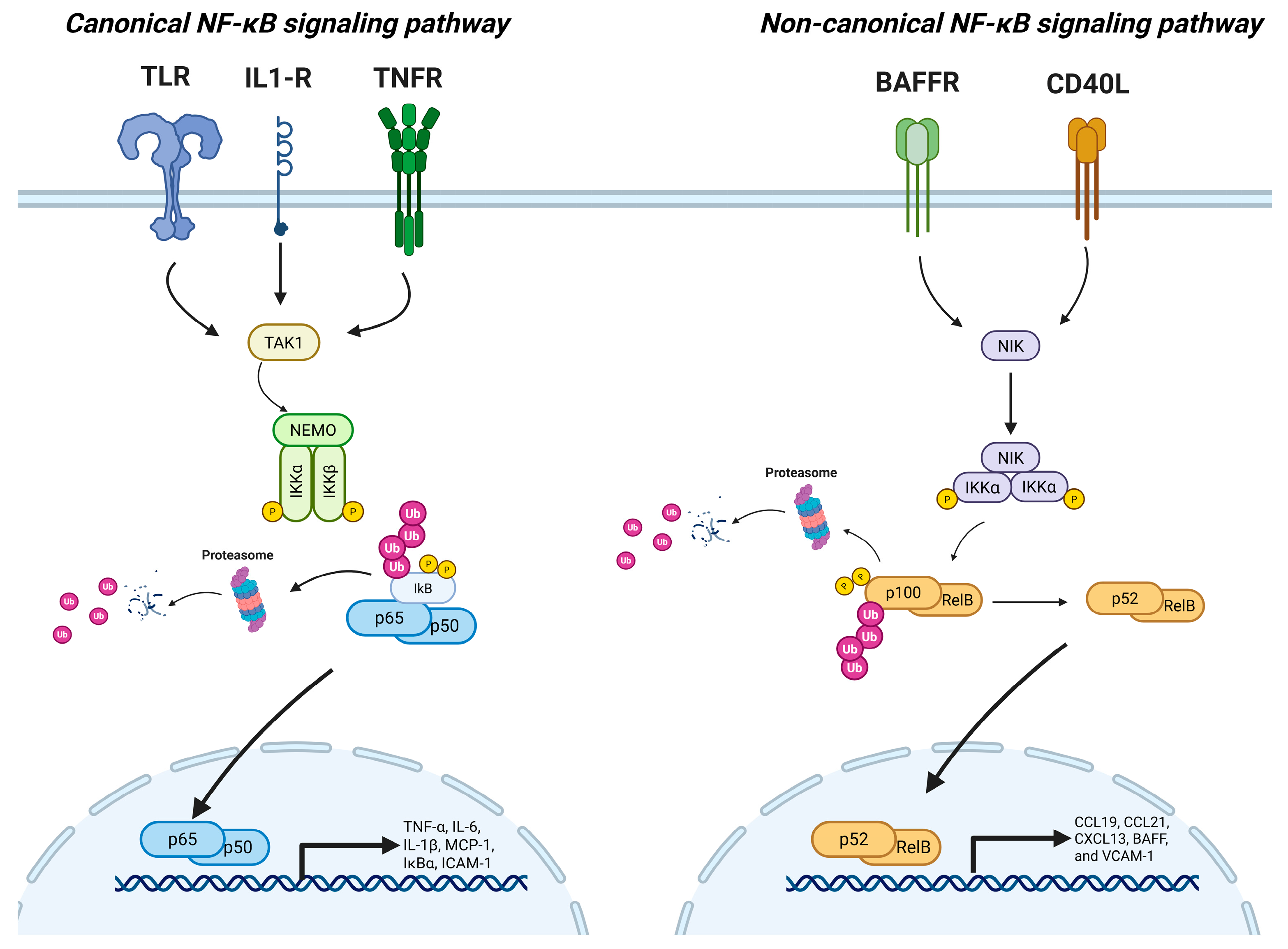 Biomedicines 13 03050 g001