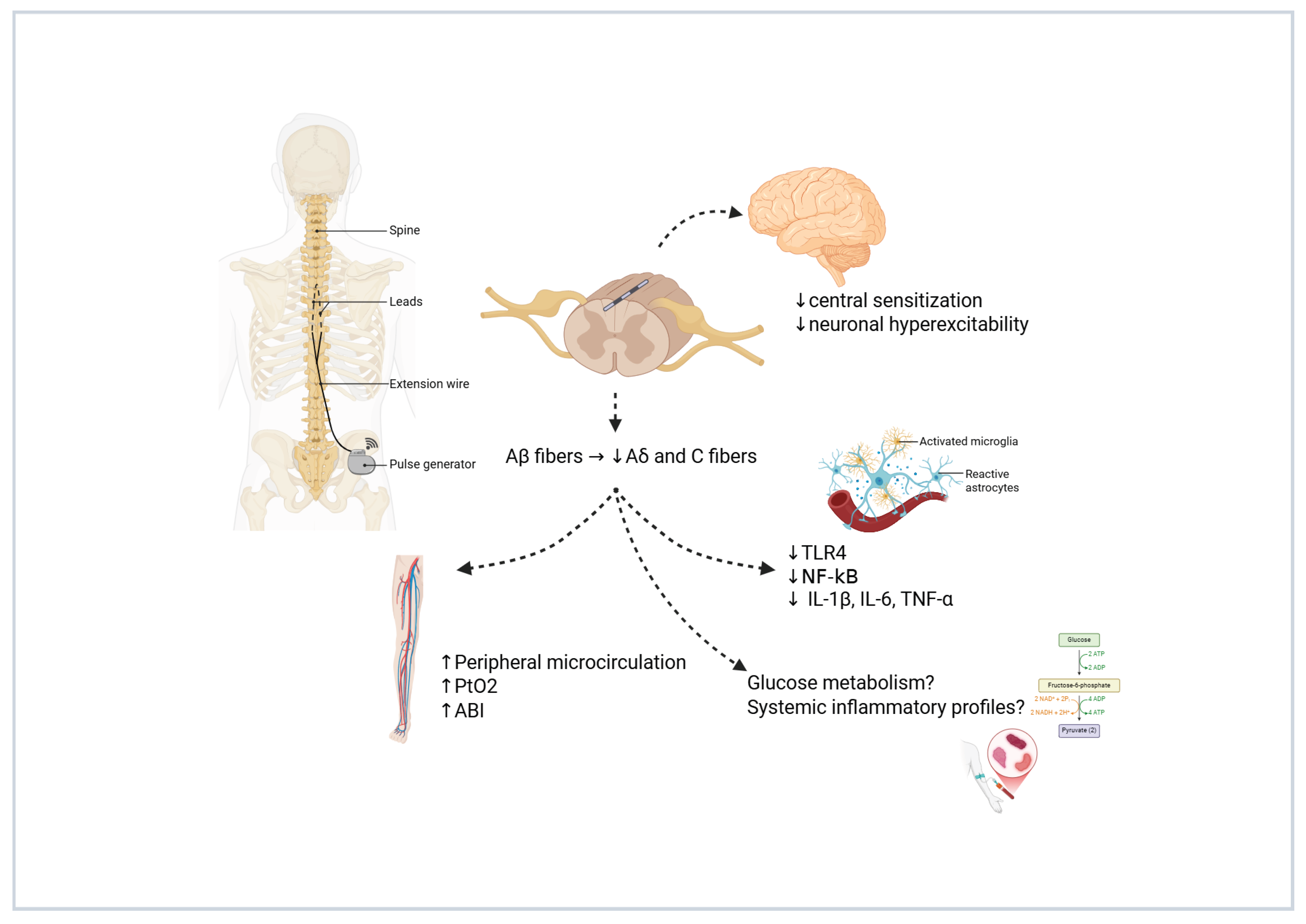 Biomedicines 13 03063 g002