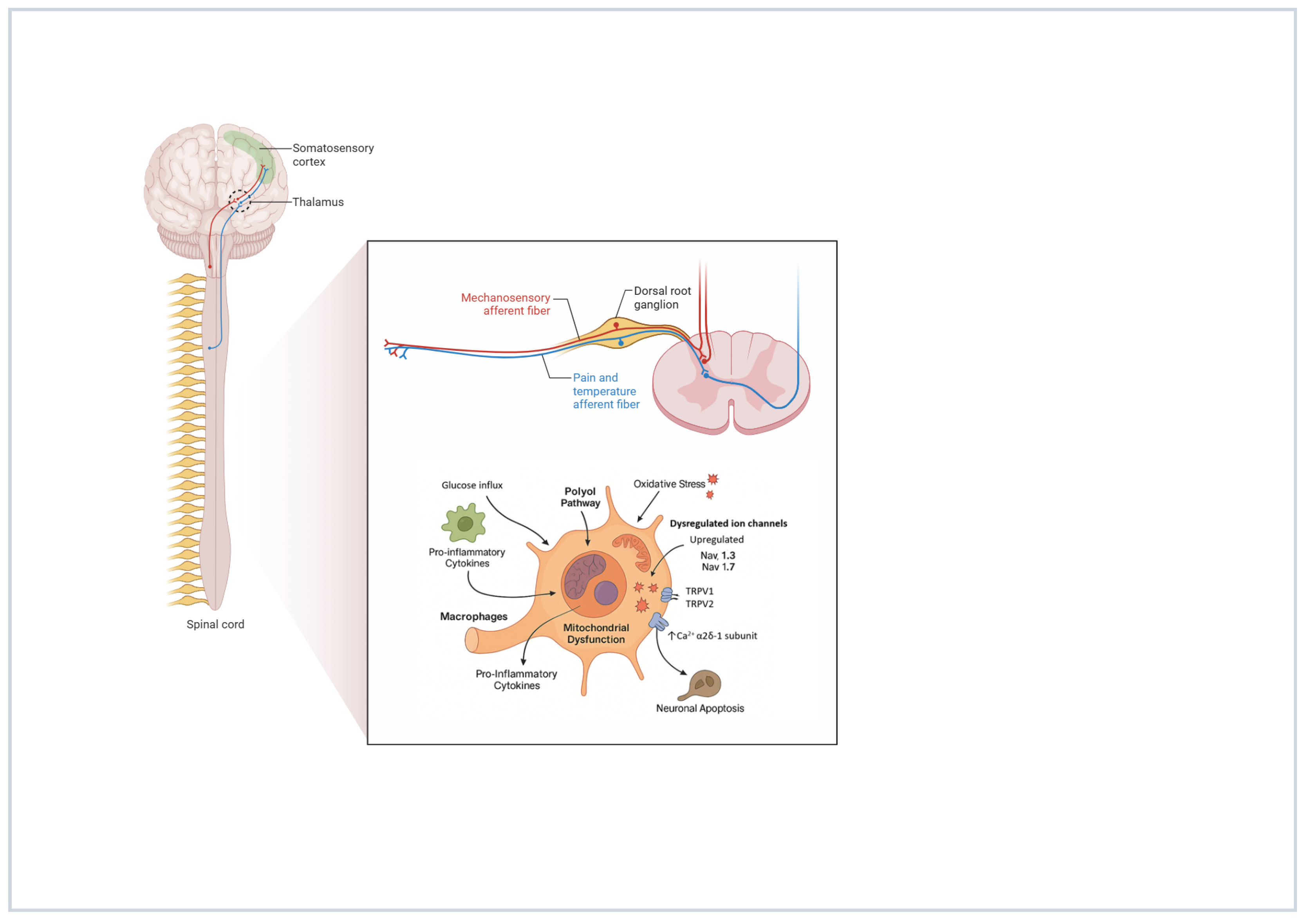 Biomedicines 13 03063 g004