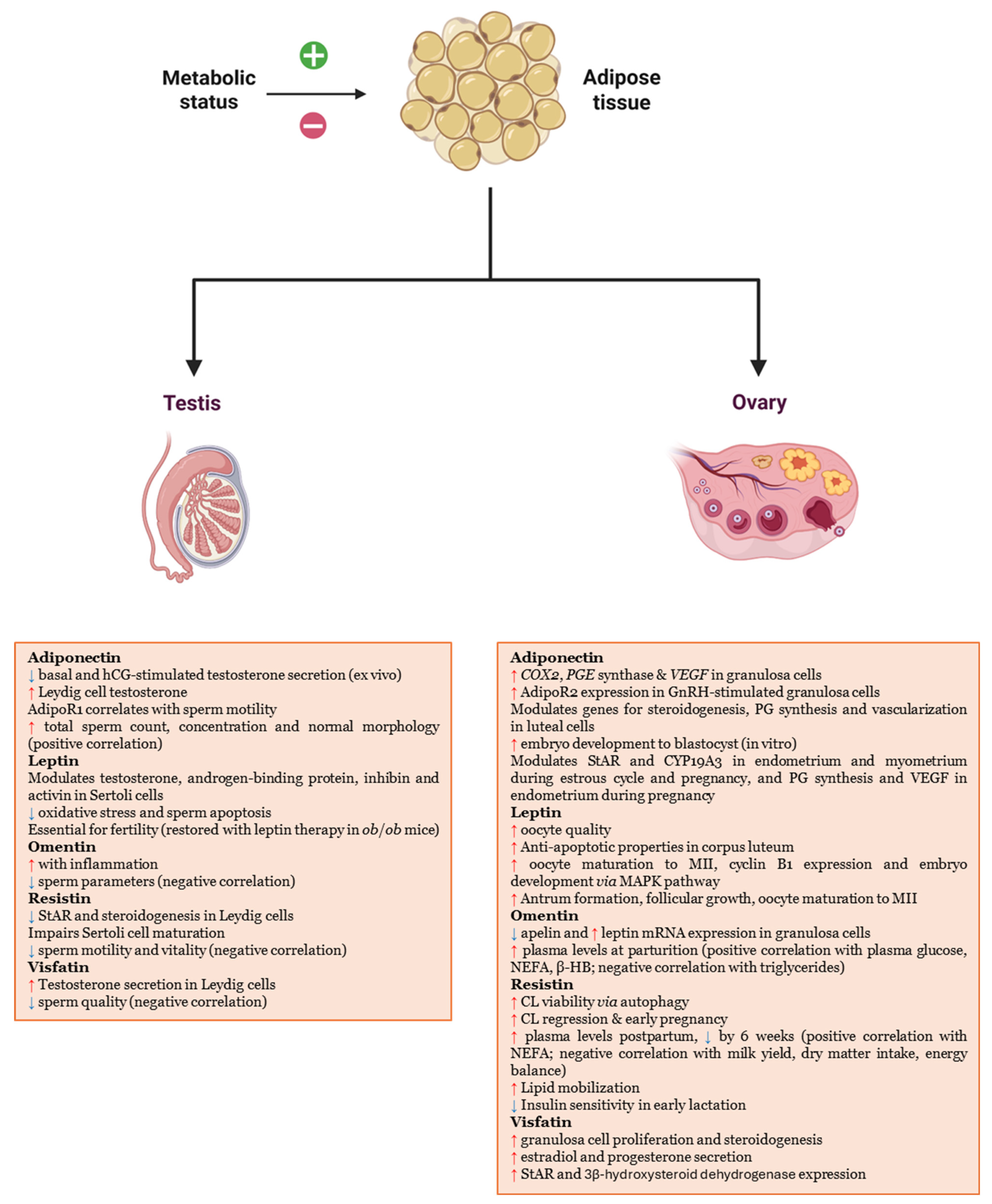 Biomedicines 13 03067 g001 Biomedicines 13 03067 g001
