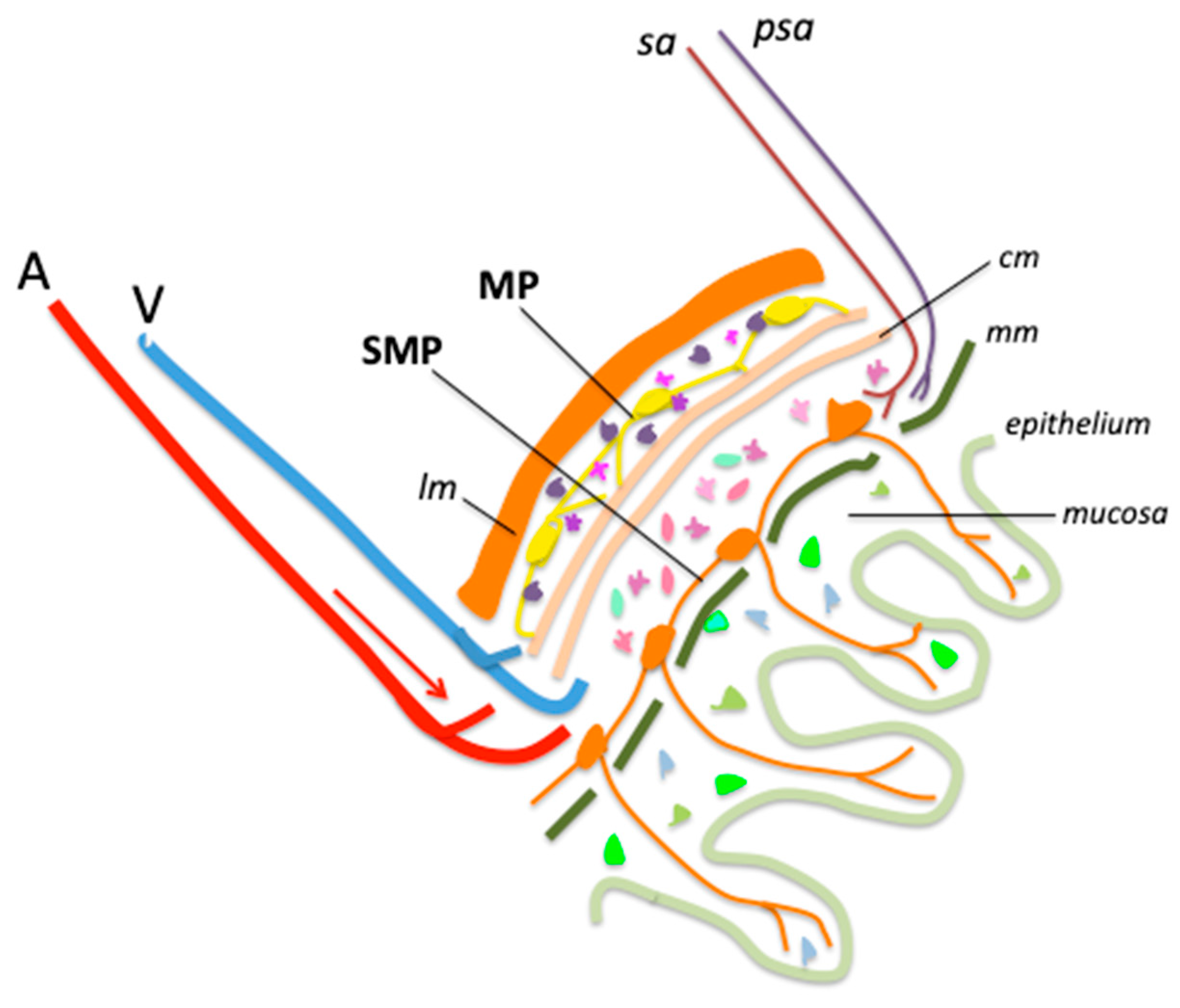 Biomedicines 13 03078 g001