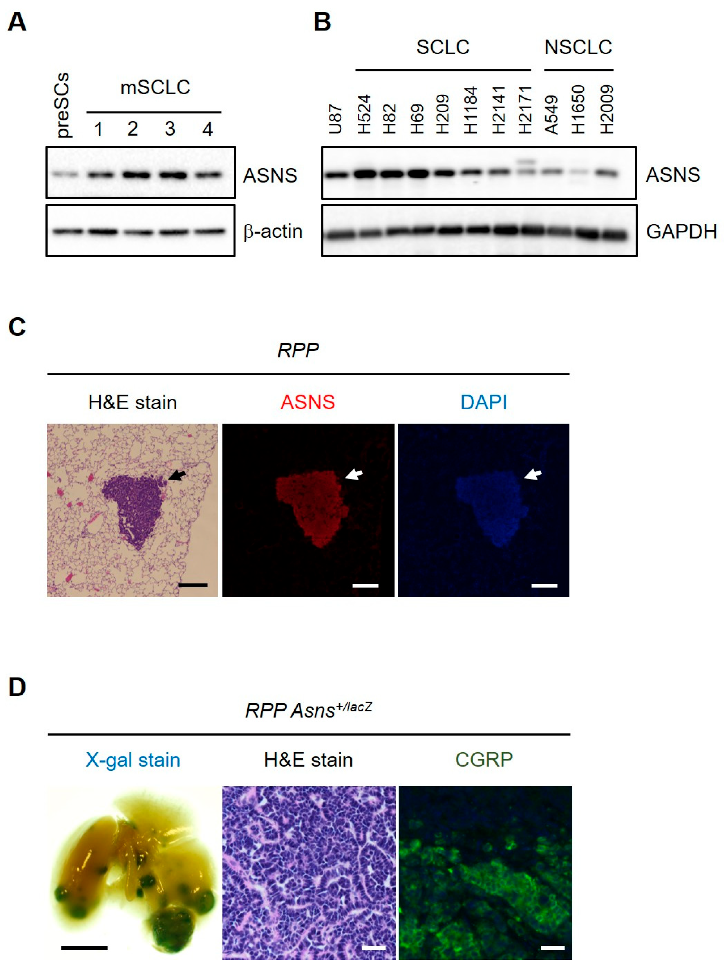 Biomedicines 13 03087 g002