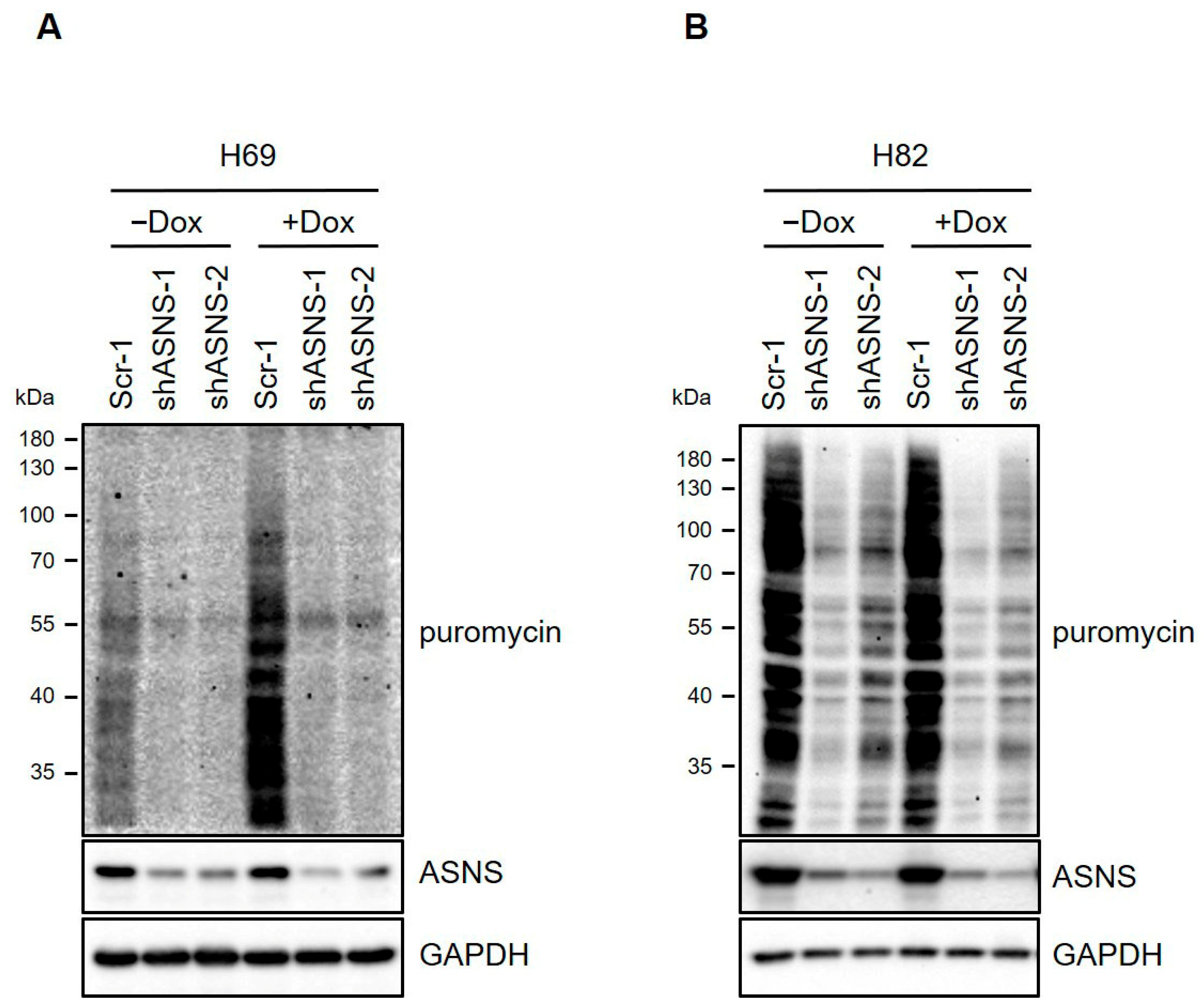 Biomedicines 13 03087 g005
