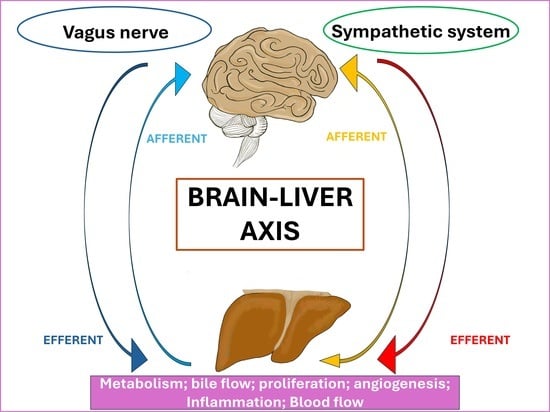 Liver Innervation in Health and Disease: Neuroimmune–Neurovascular ...