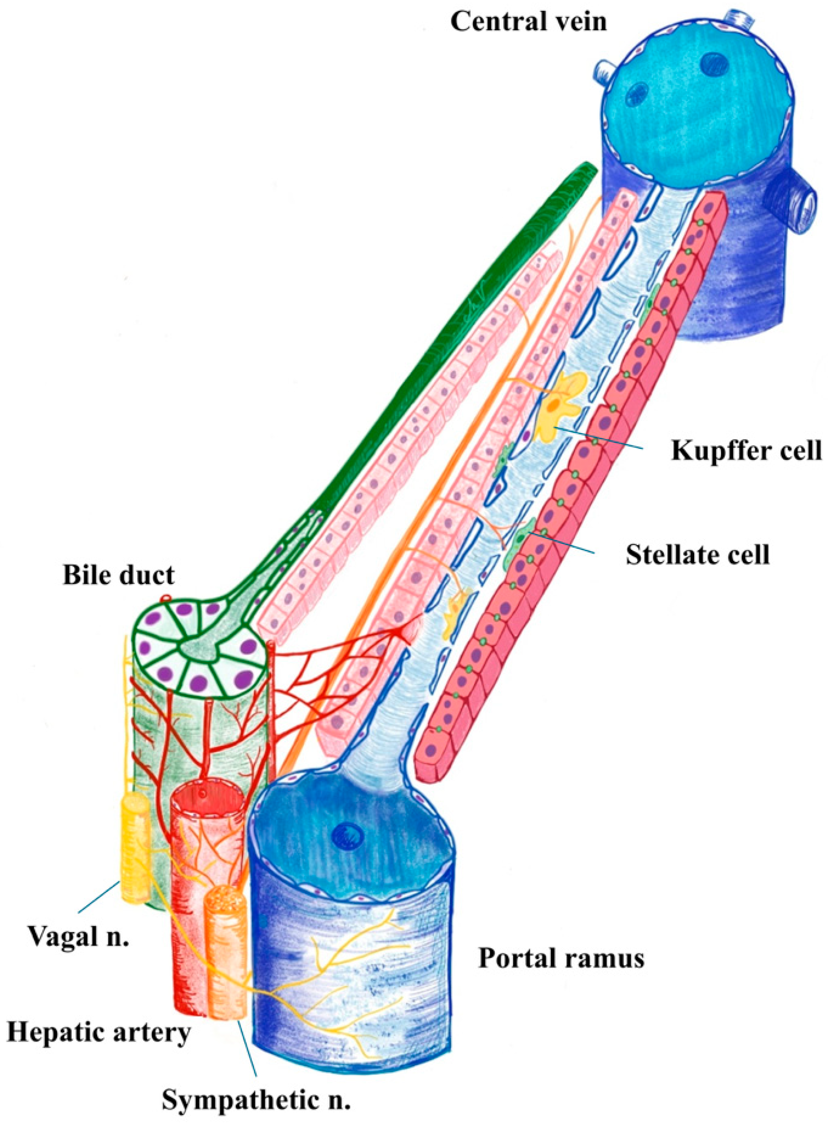 Biomedicines 13 03091 g001