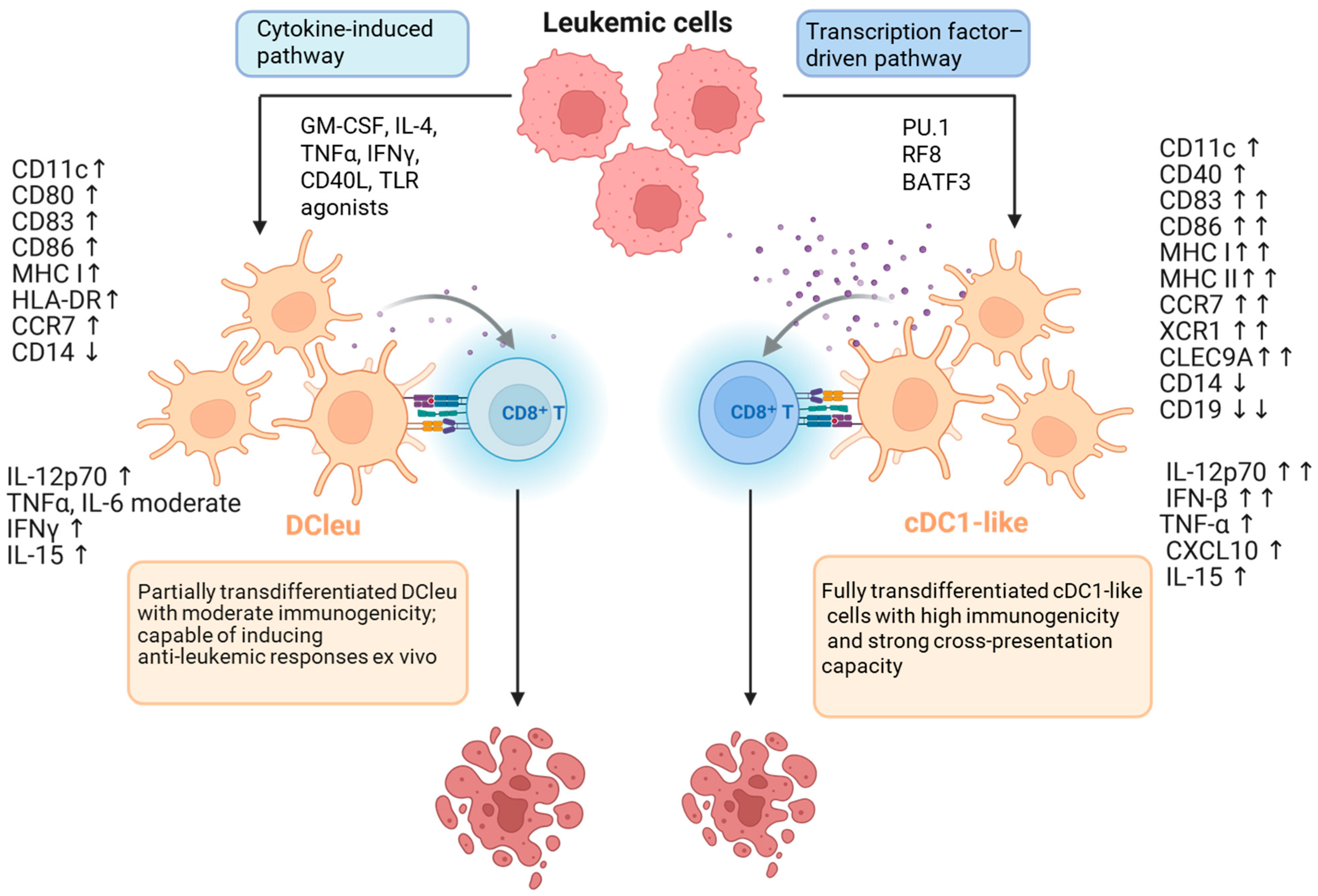 Biomedicines 13 03099 g001