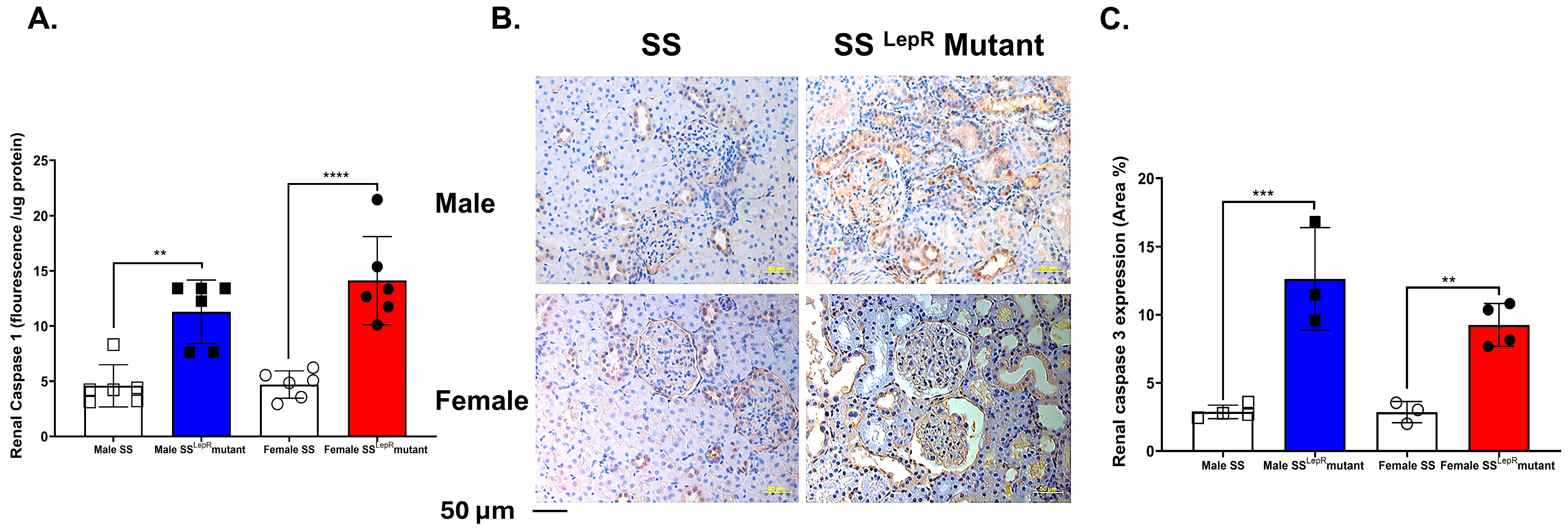 Biomedicines 13 03105 g006