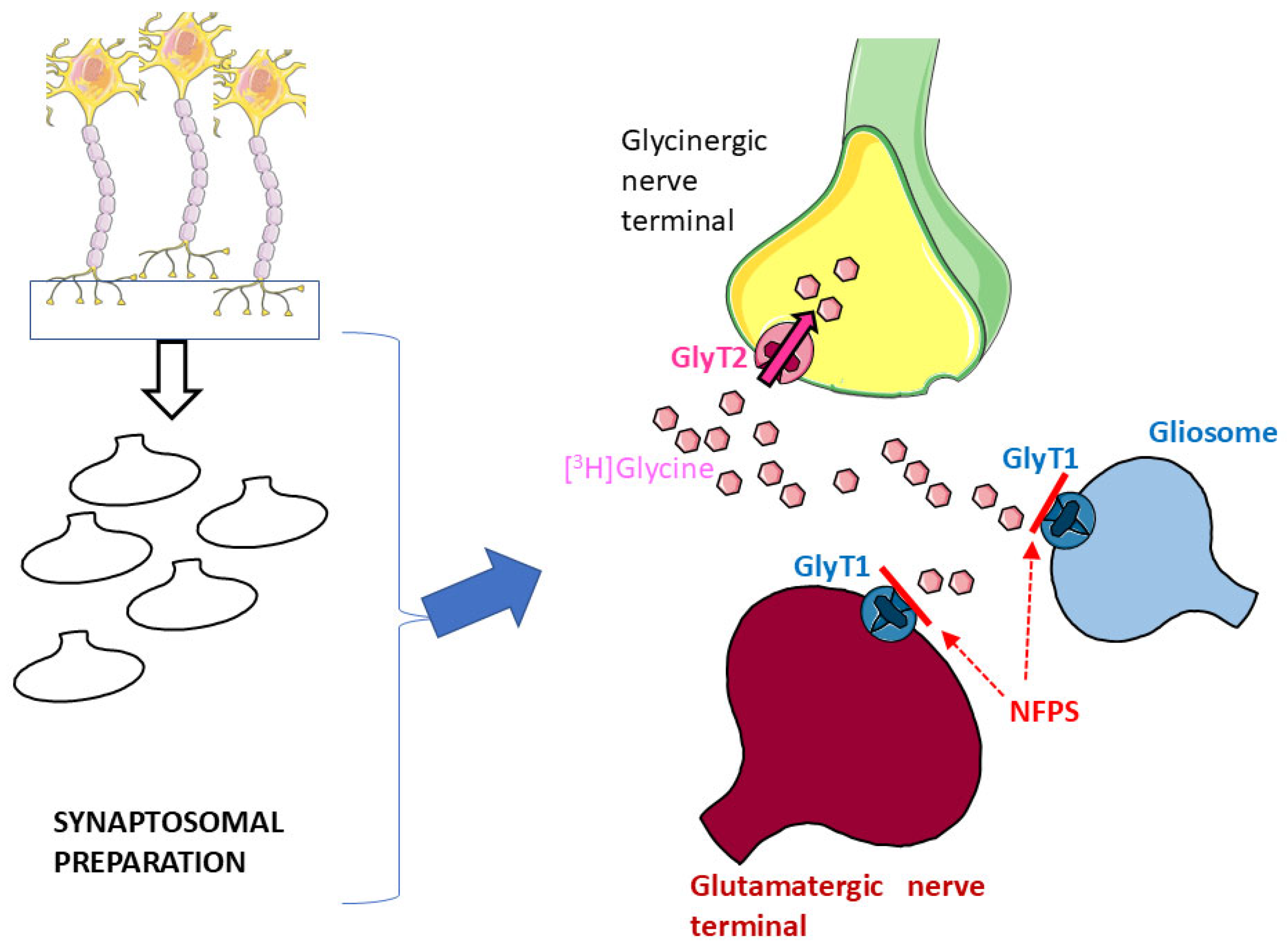 Biomedicines 13 03106 g001 Biomedicines 13 03106 g001
