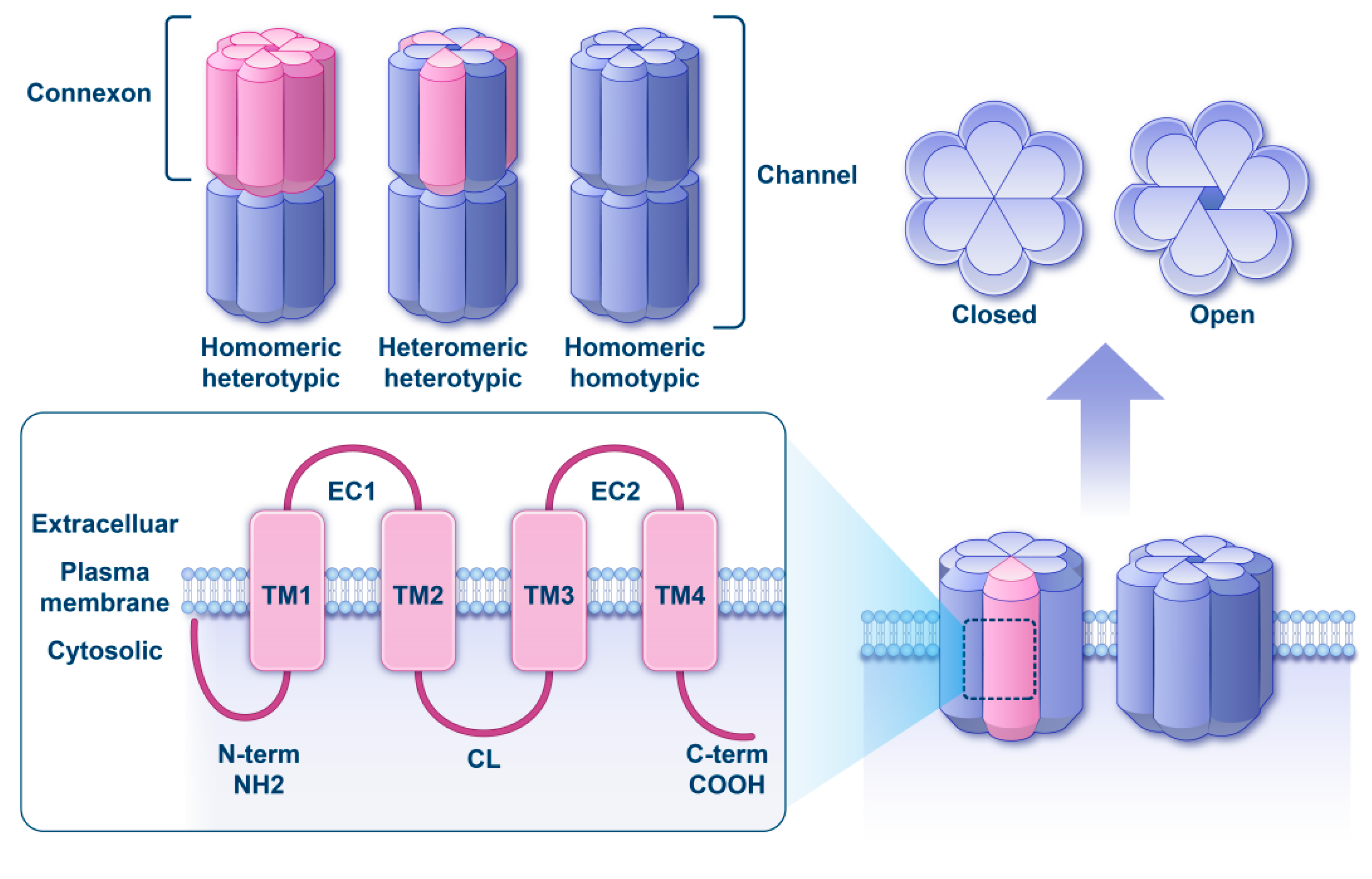 Biomedicines 13 03109 g001