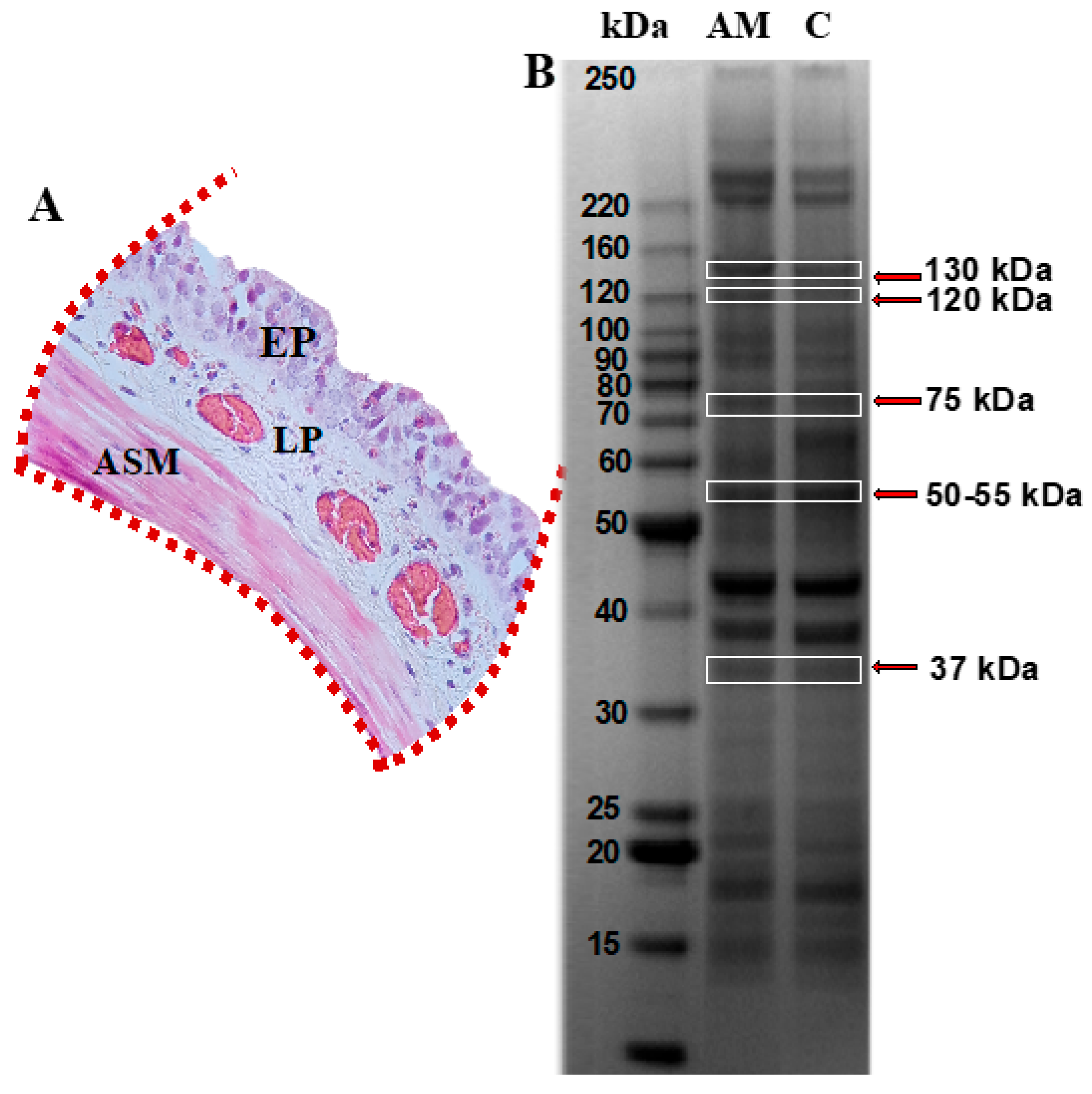 Biomedicines 13 03111 g002