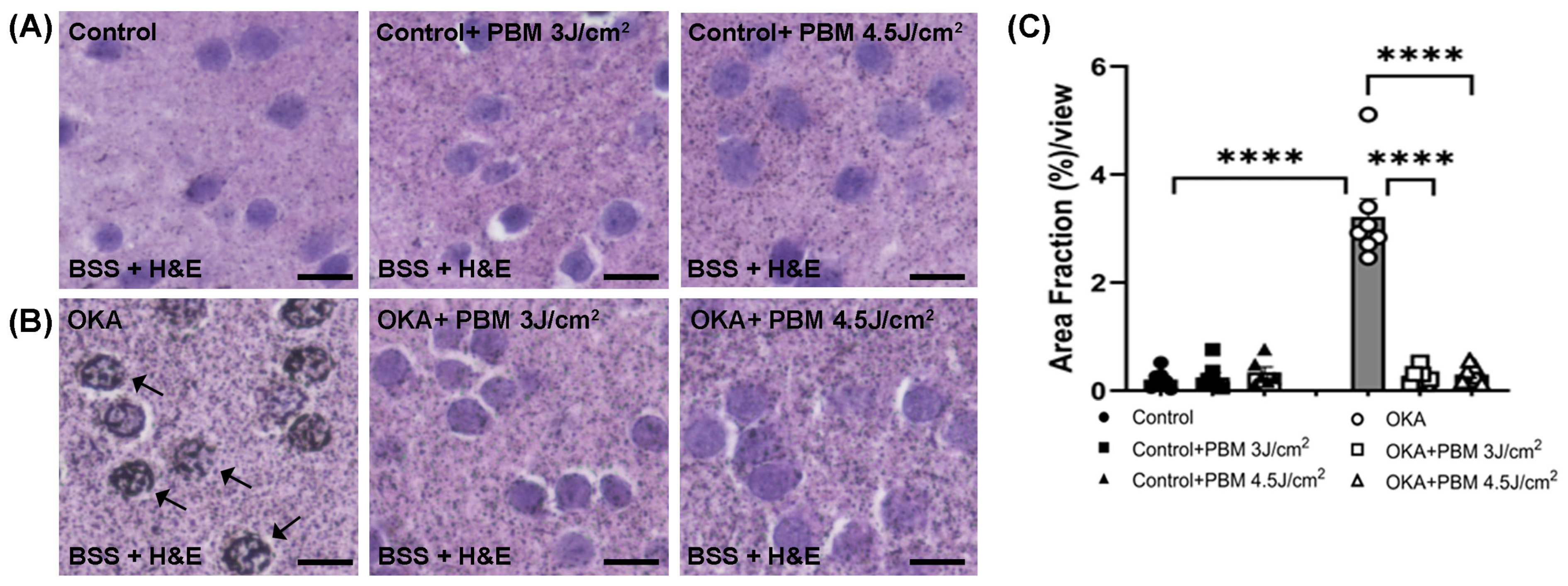 Biomedicines 13 03121 g004