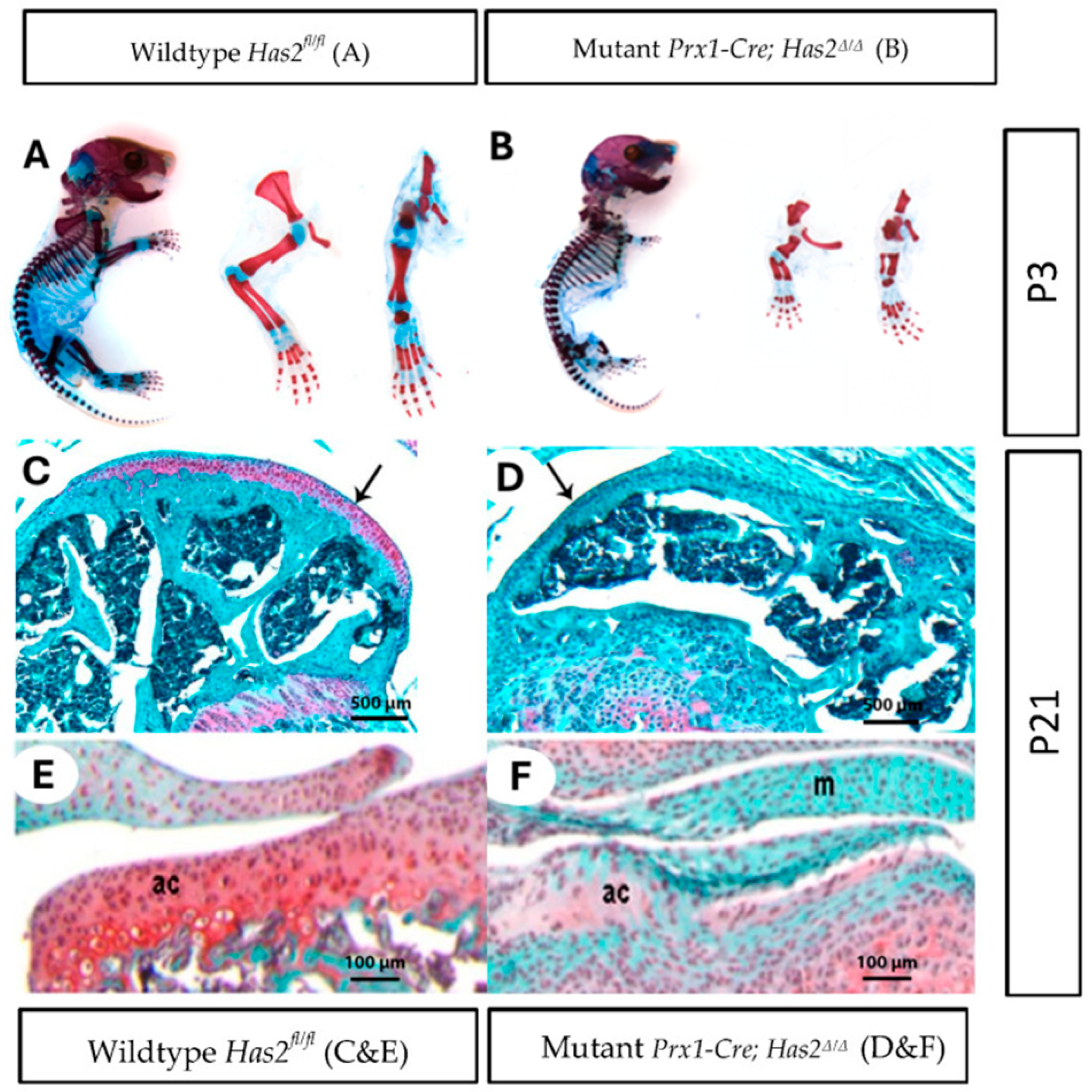 Biomedicines 14 00004 g001