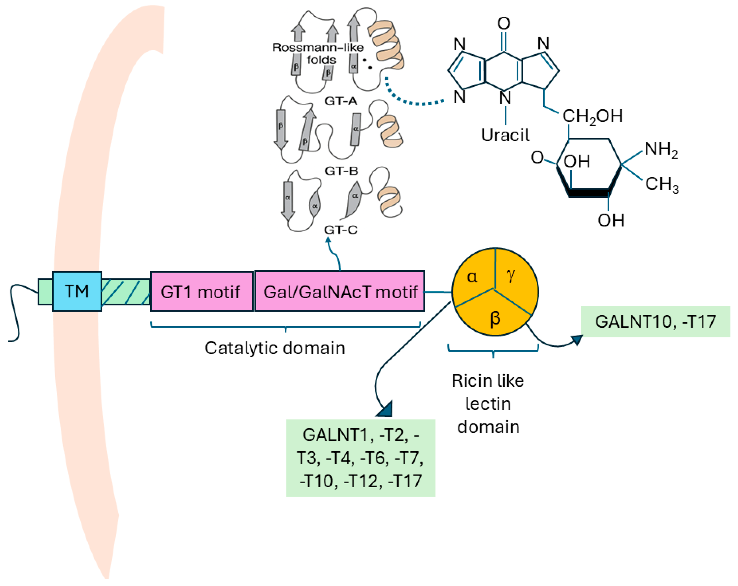 Biomedicines 14 00005 g001